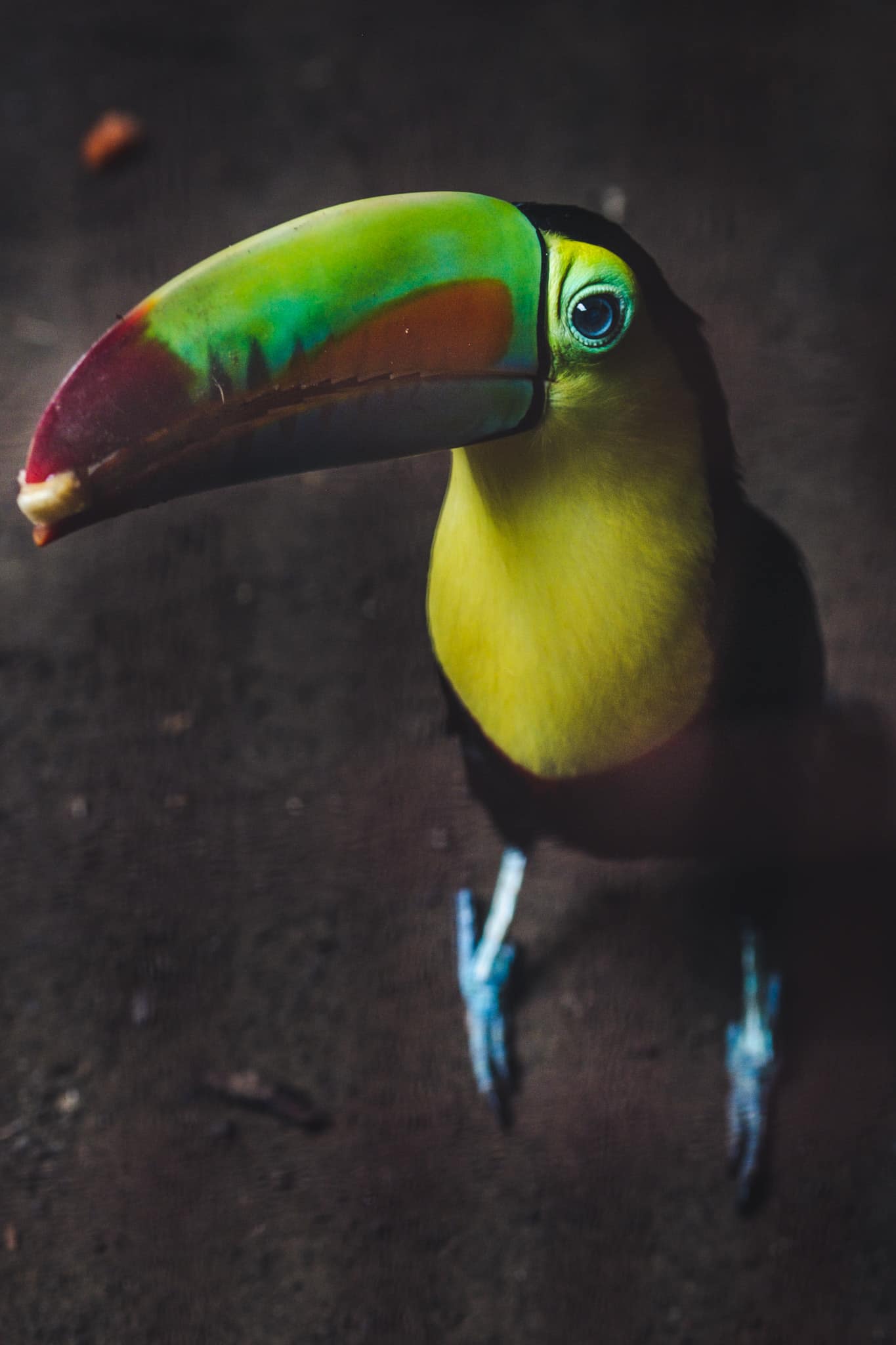 toucan jaguar rescue center