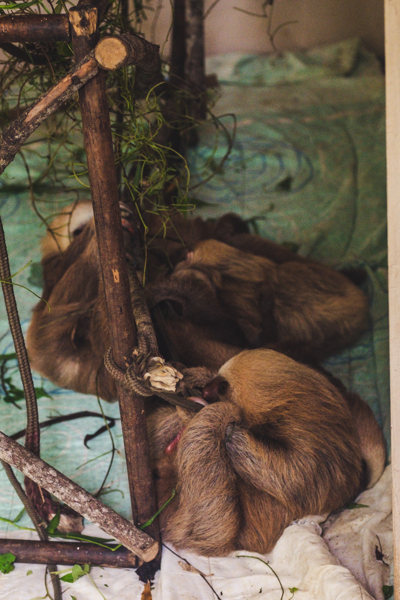 paresseux bébés jaguar rescue center costa rica