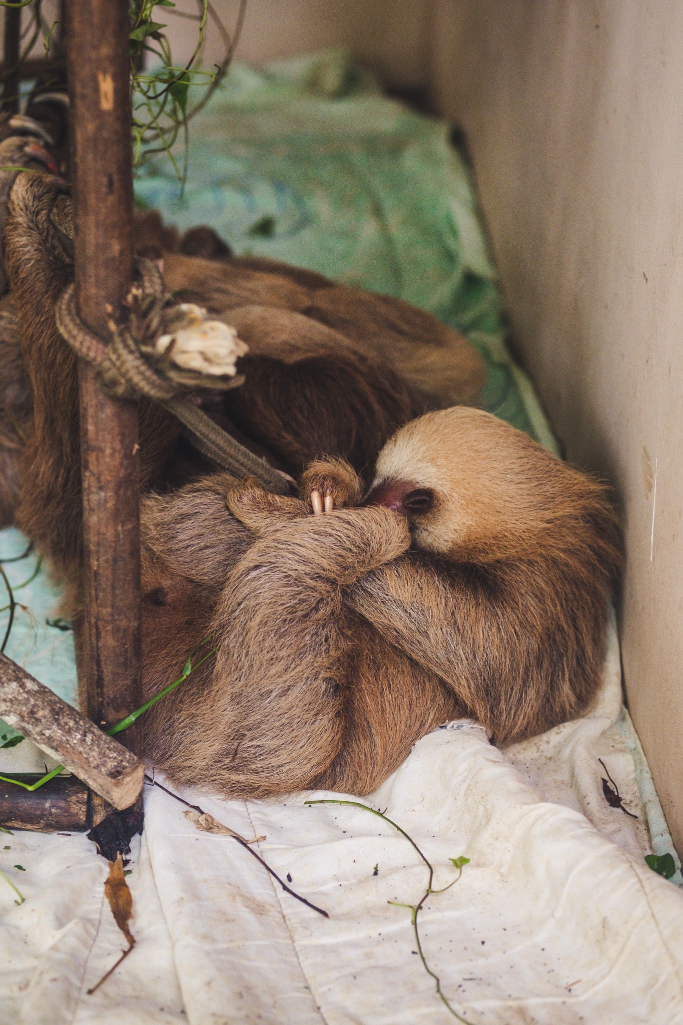 animal le plus mignon du monde au costa rica