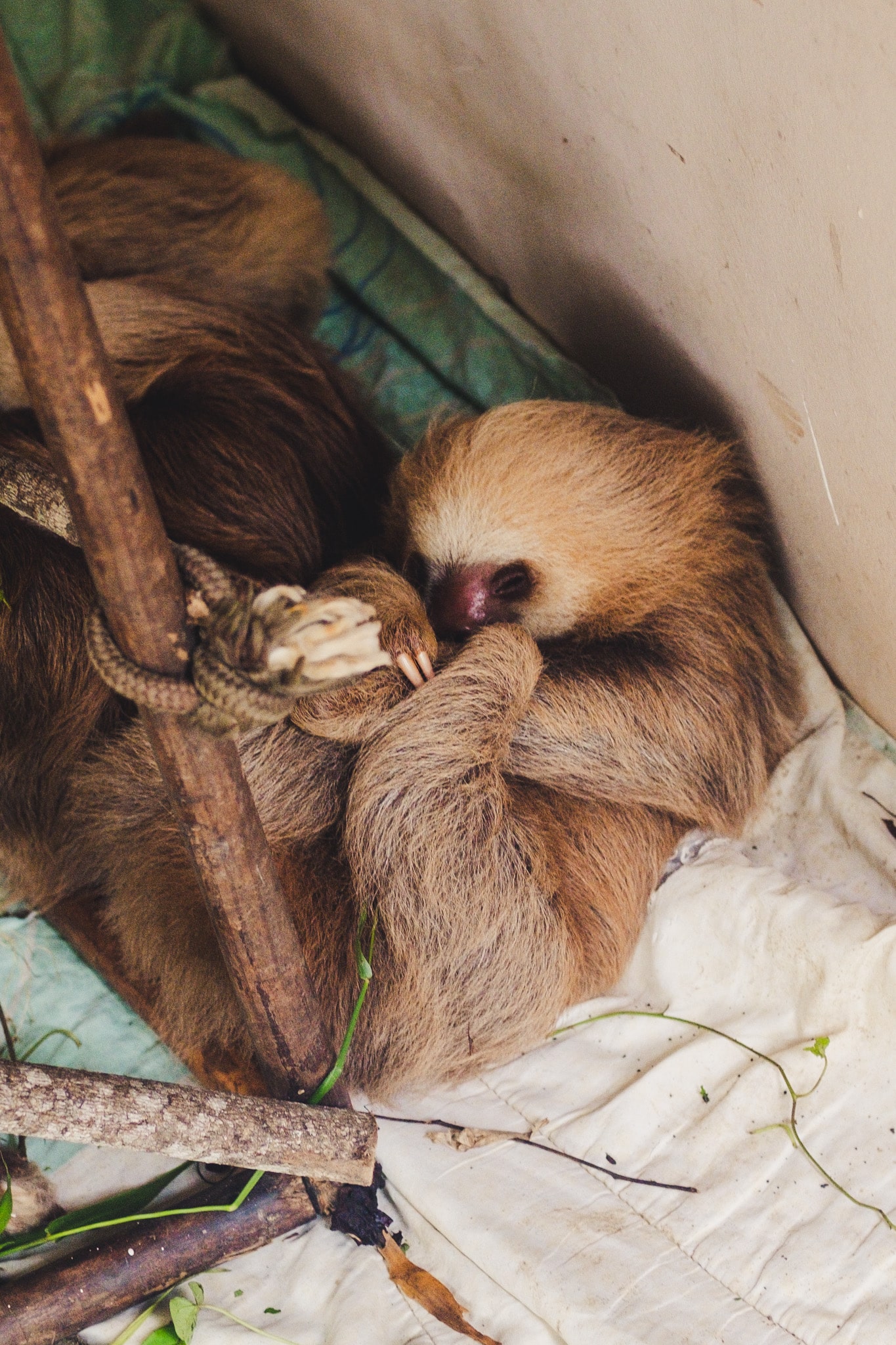 grosse sieste de paresseux