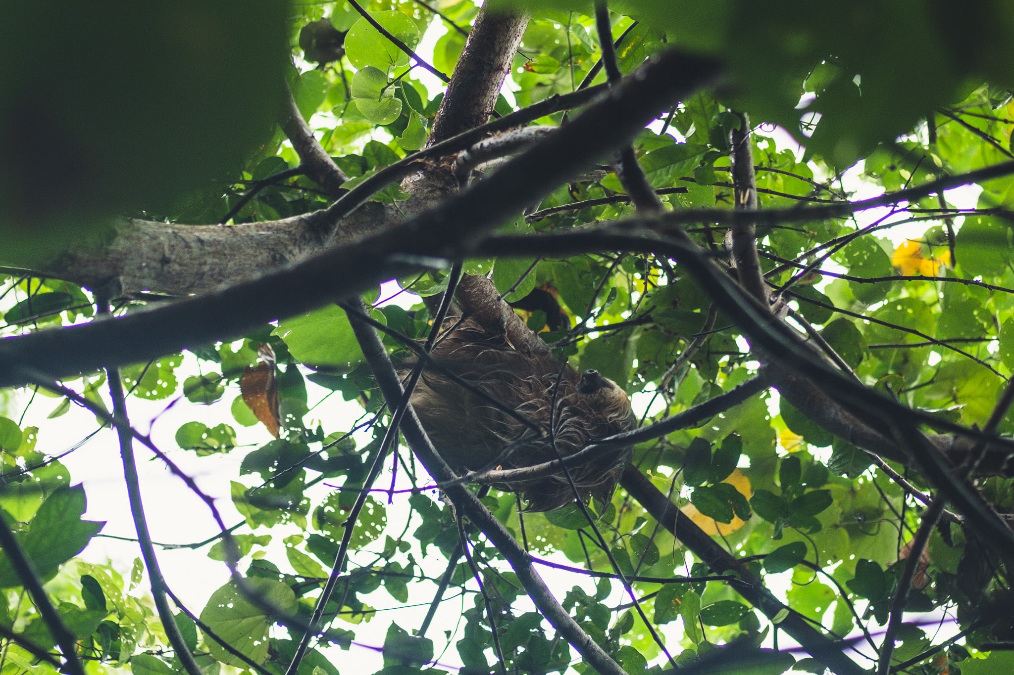 paresseux costa rica cahuita
