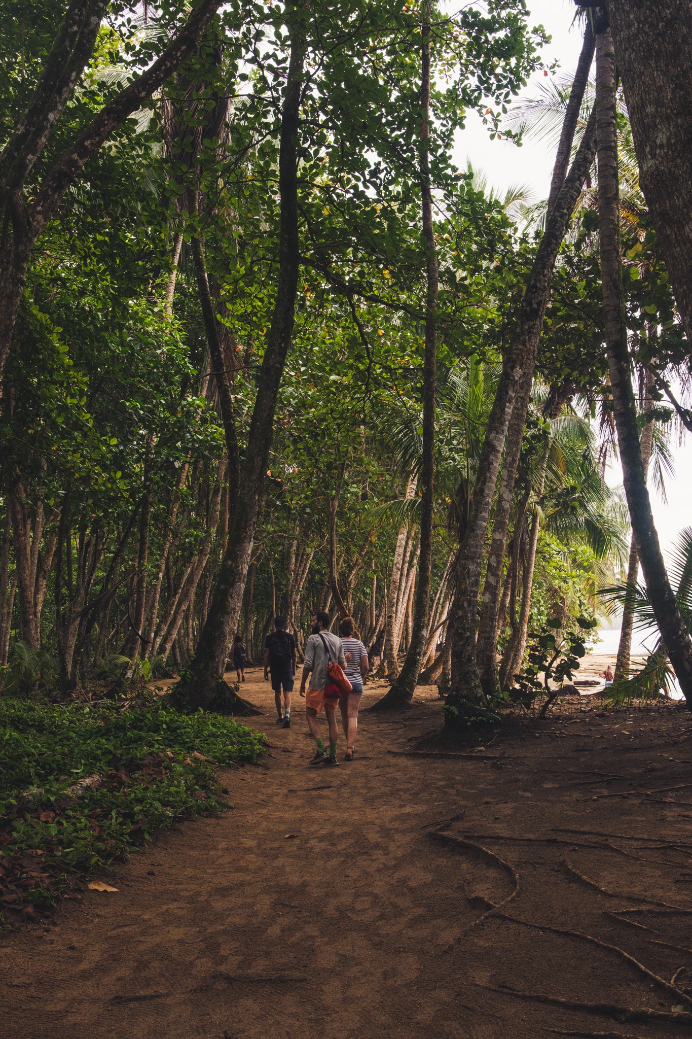 Moin sde boue foret primaire parc manzanillo