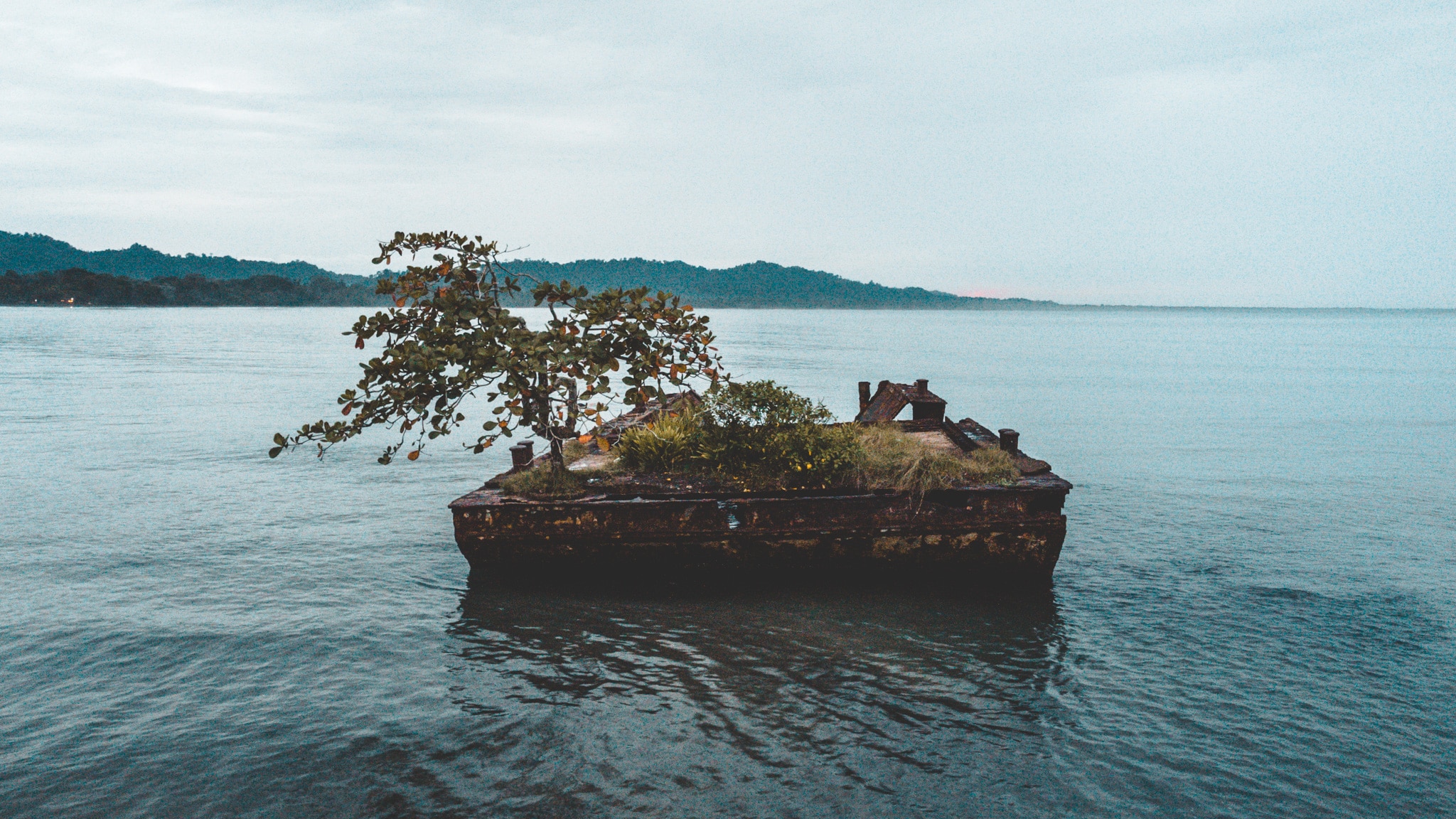 Un arbre bien solitaire