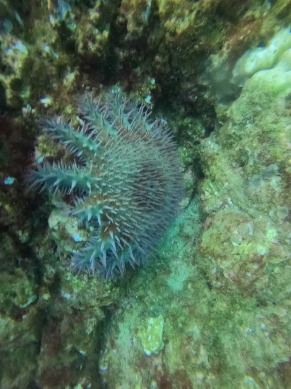 Etoile de mer douteuse en plongée au Corcovado à Isla del Cano