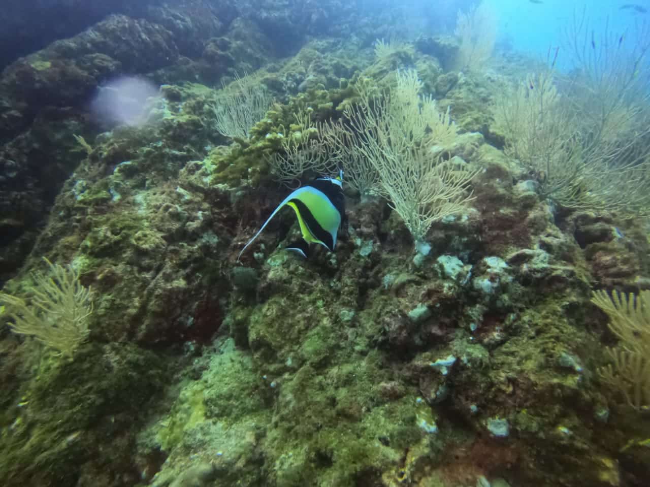 Poisson idol au Corcovado