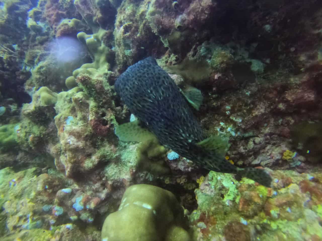Notre ami le pufferfish à Isla del Cano, Corcovado