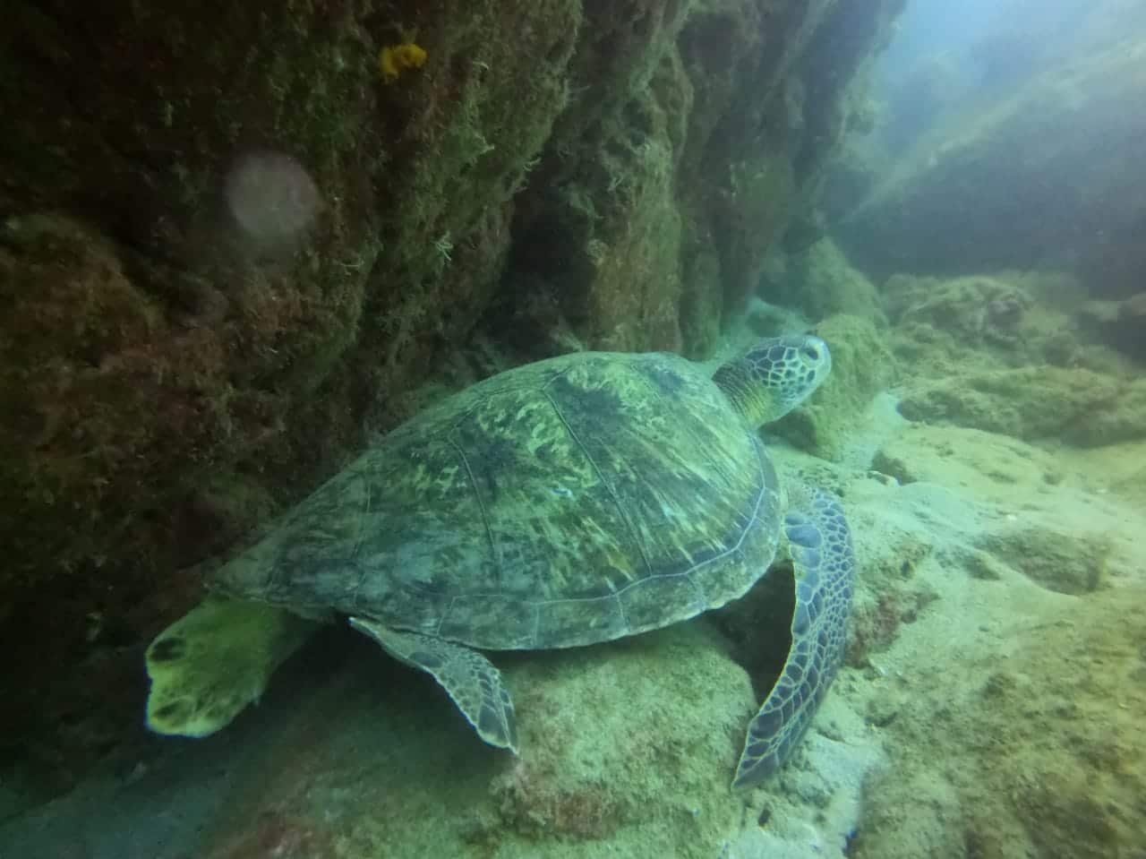 La tortue verte plongée à Isla del Cano au Corcovado