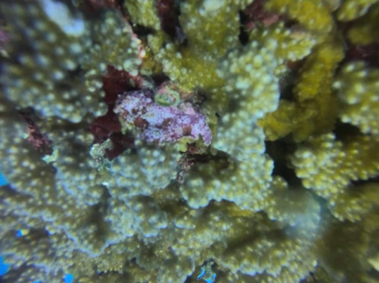 Notre pref, la nudibranche pendant une plongée à Isla del Cano au Corcovado