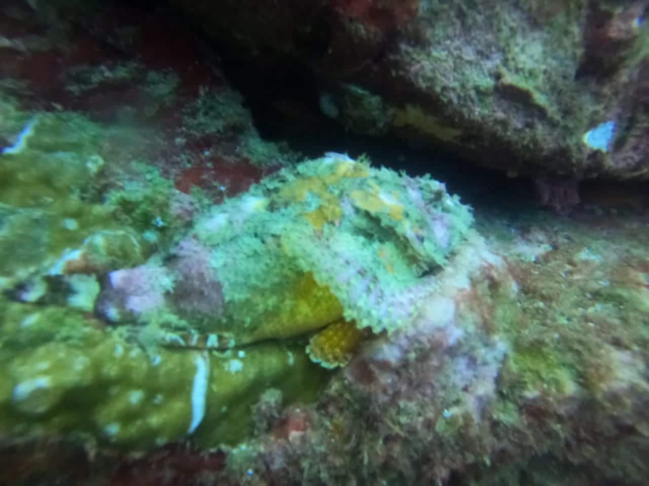 Magnifique poisson pierre à Isla del Cano, Corcovado
