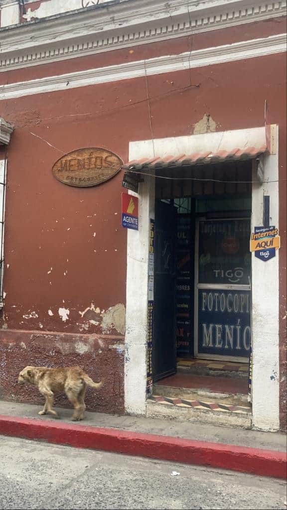 chien de rue guatemala