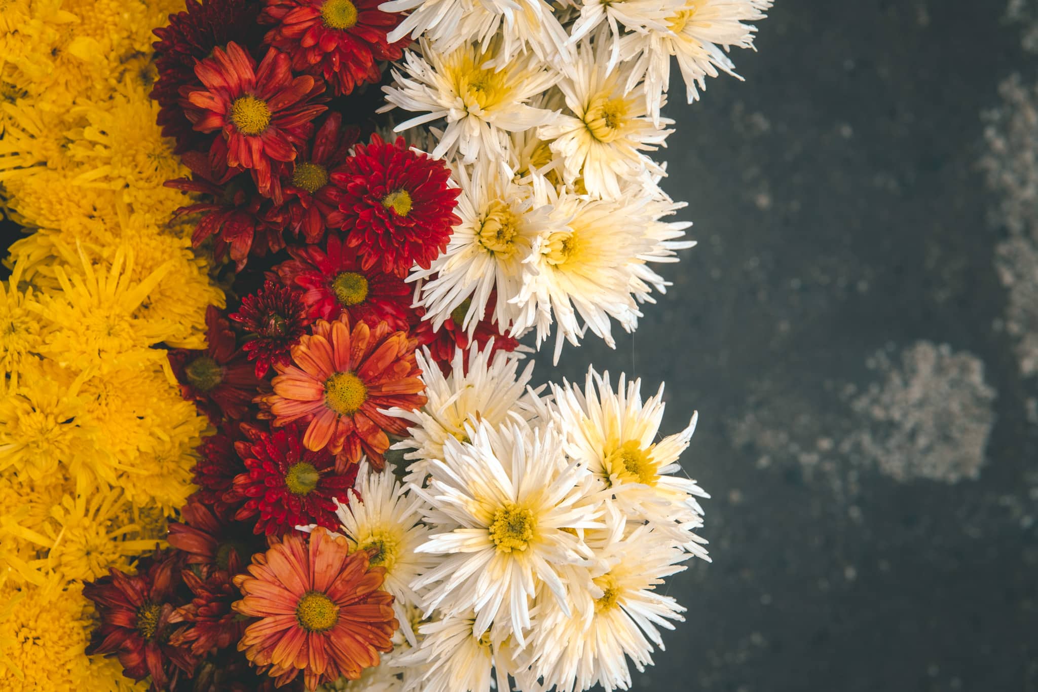 explosion de couleur dans le gris de la brume