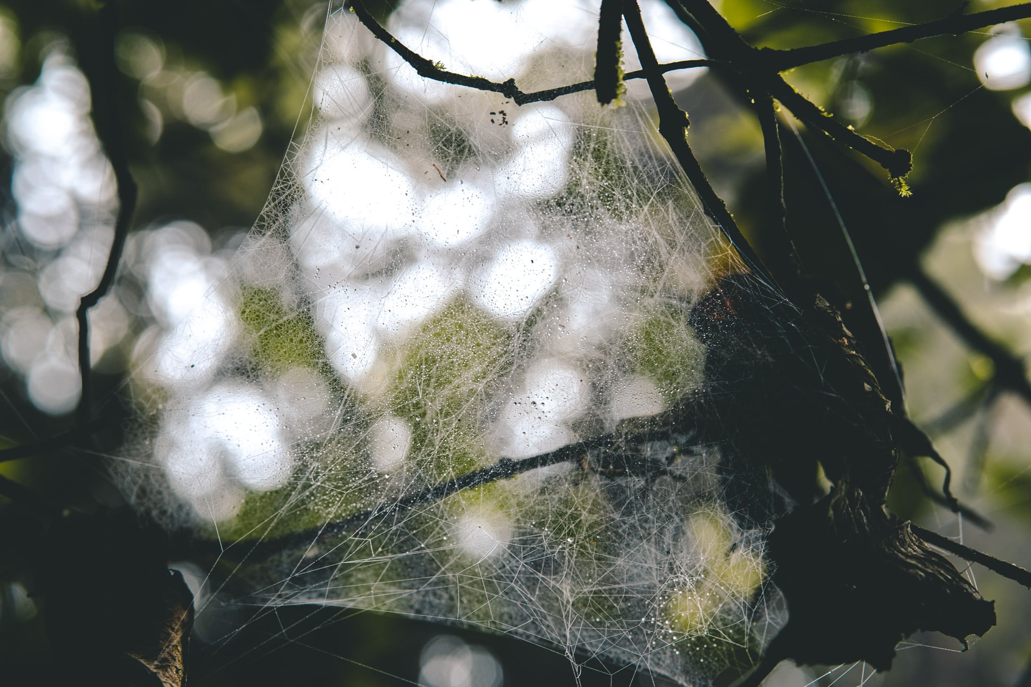 araignée dans la foret de chikabal