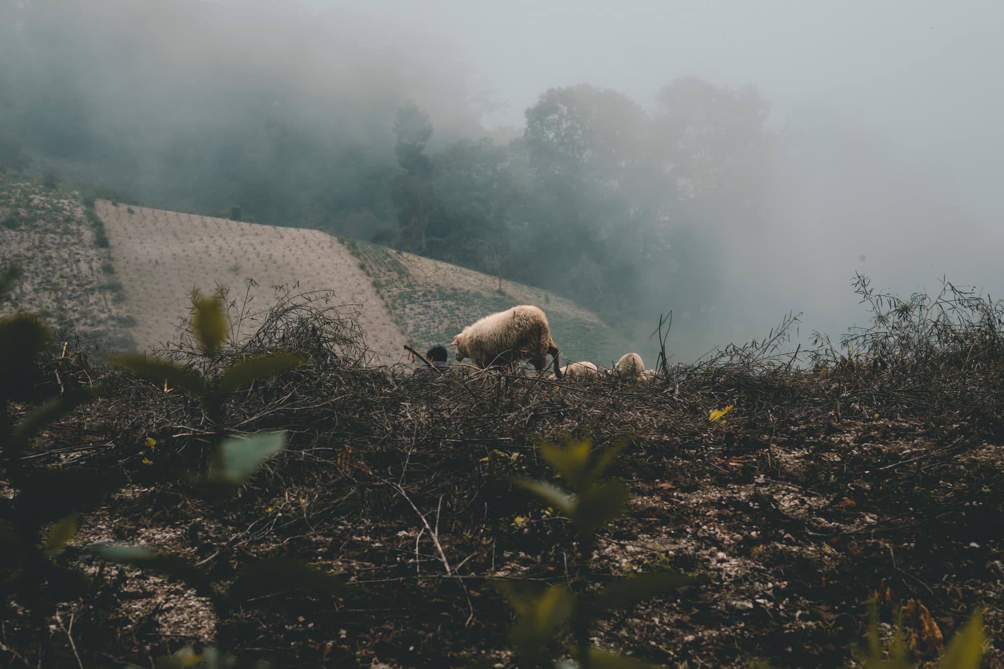 Des moutons qui fuient la brume