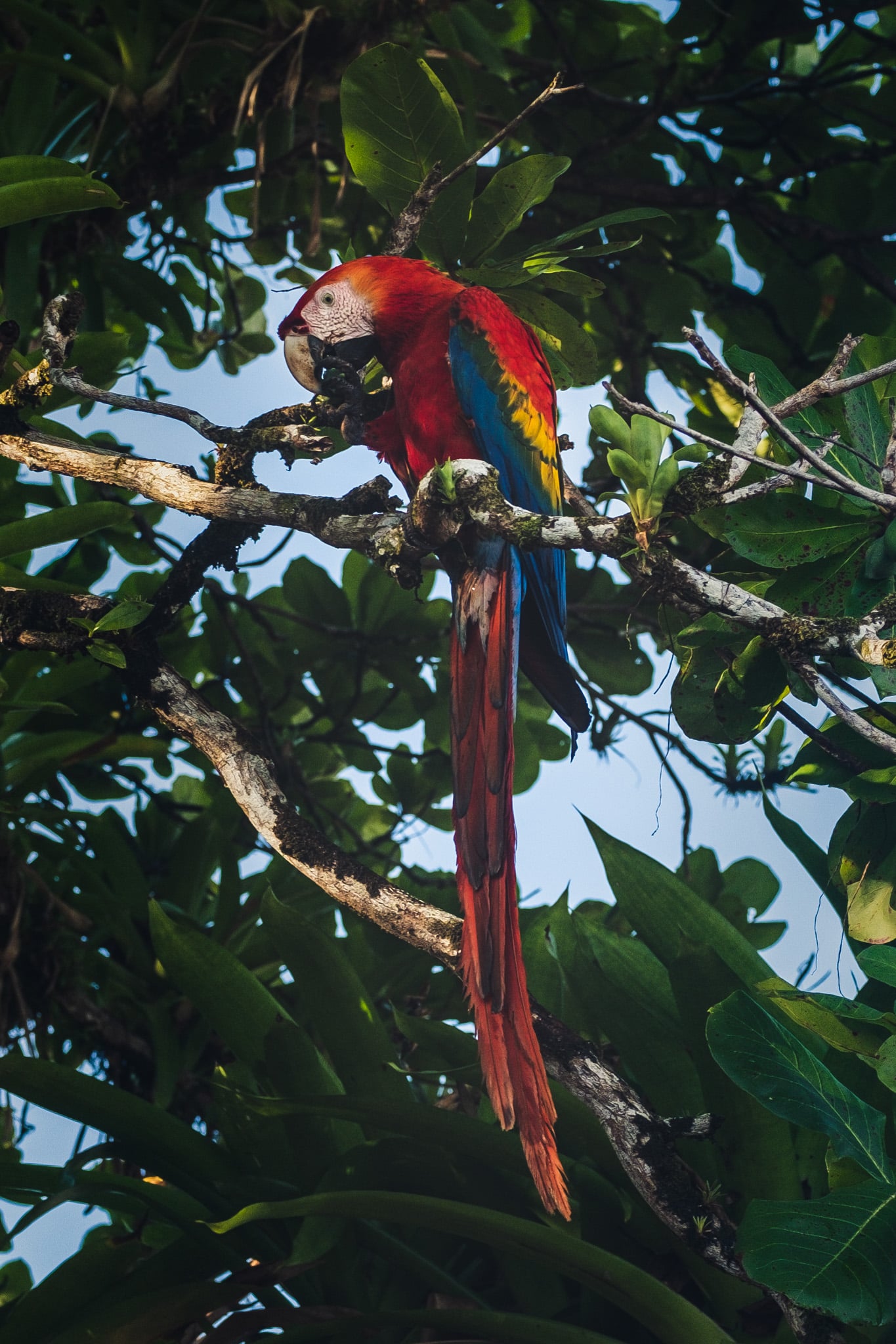 Scarlet Macaw au Corcovado