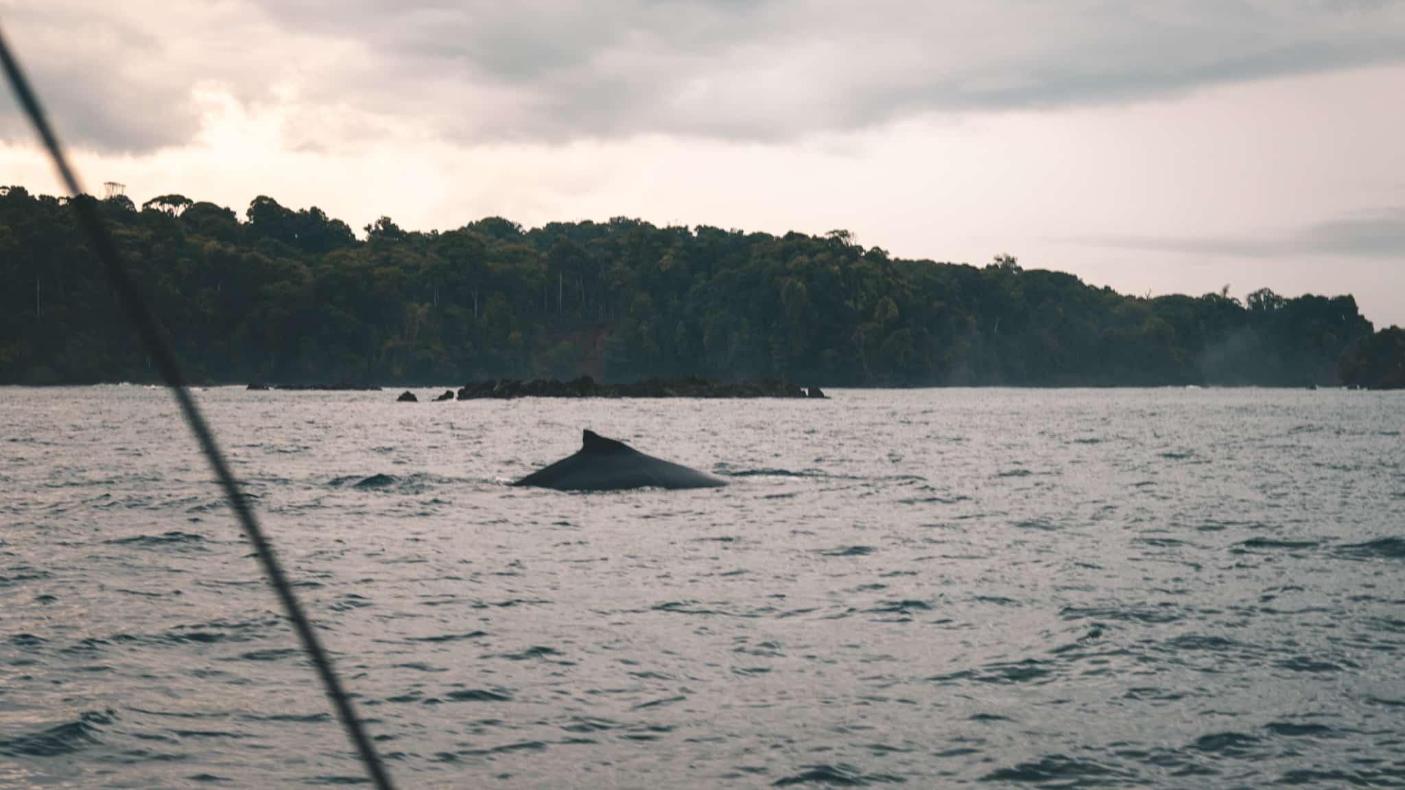 Baleine sur la côte du Corcovado