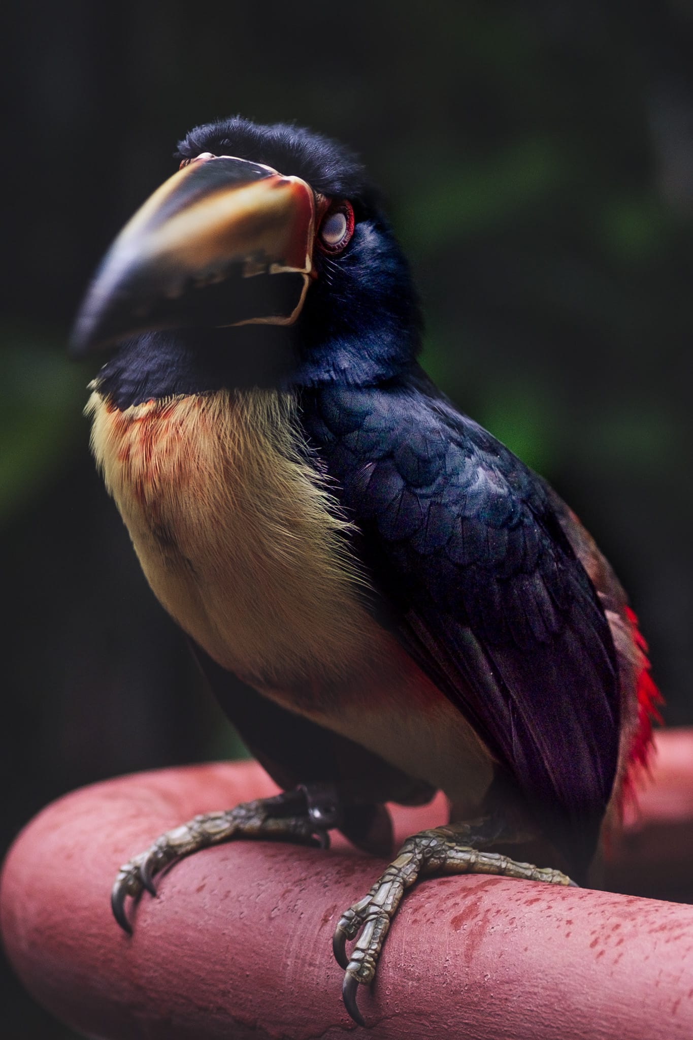 Le jaguar rescue center