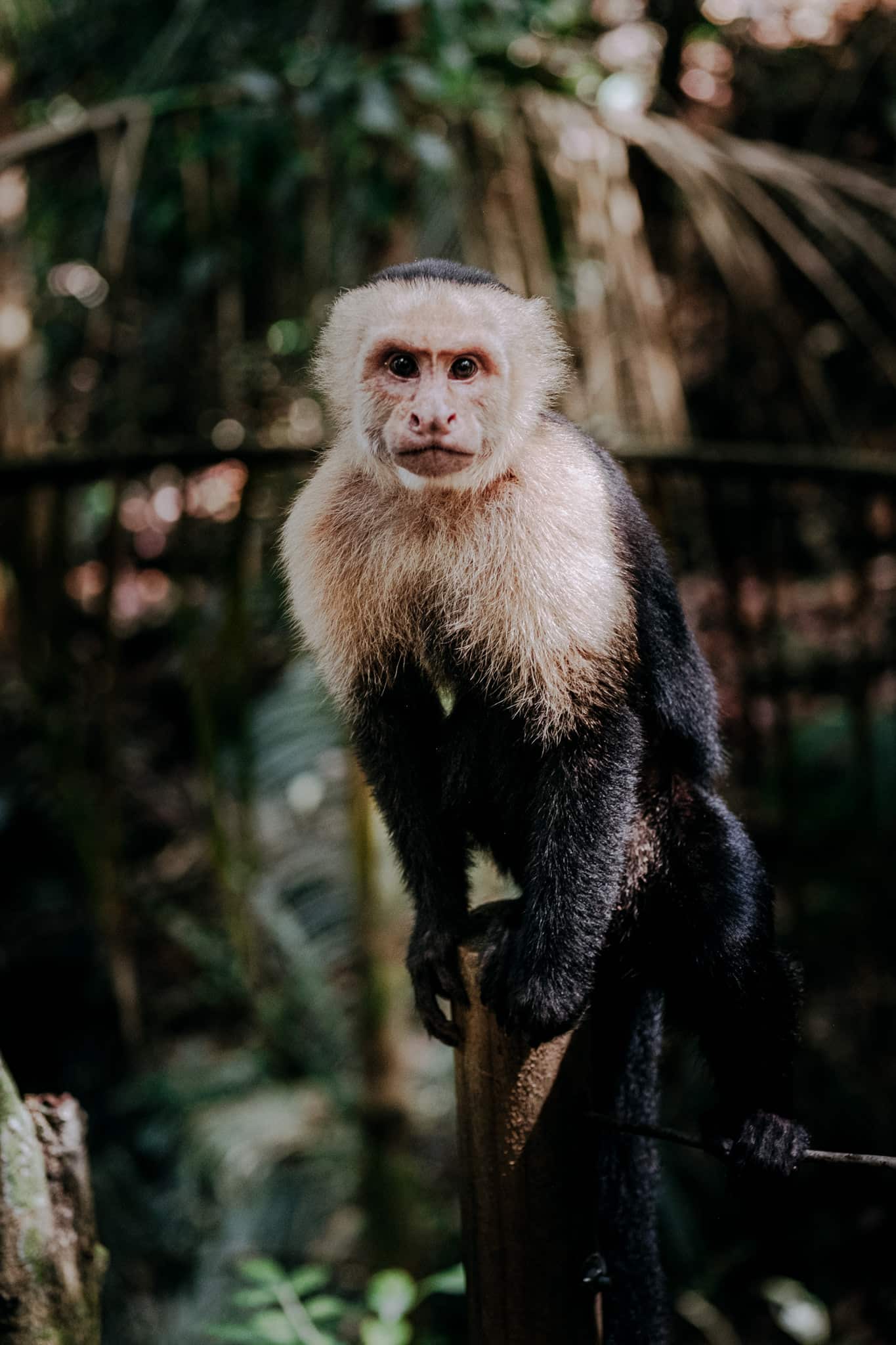 Singe capucin dans le parc
