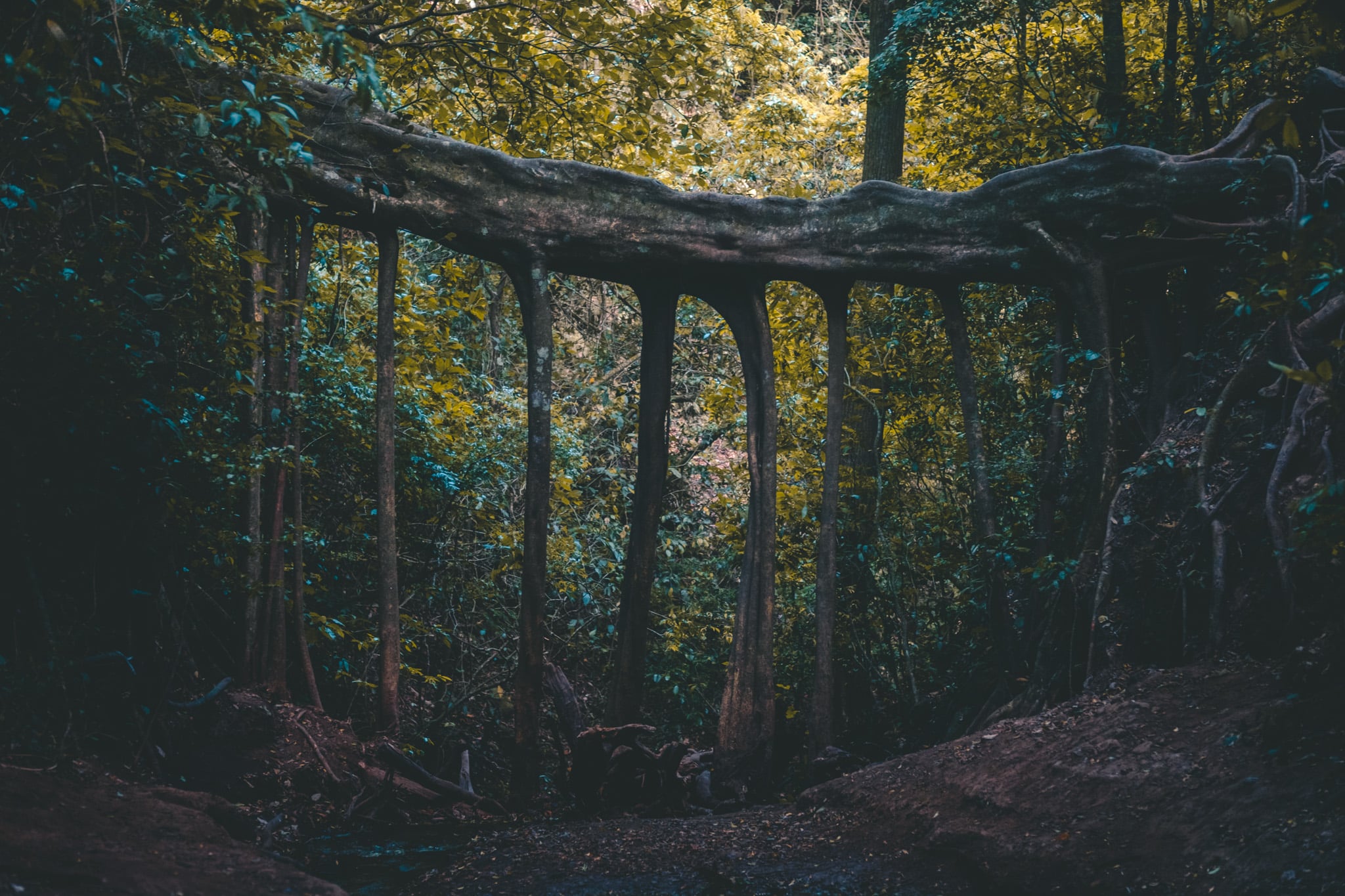 Ficus bridge à Monteverde
