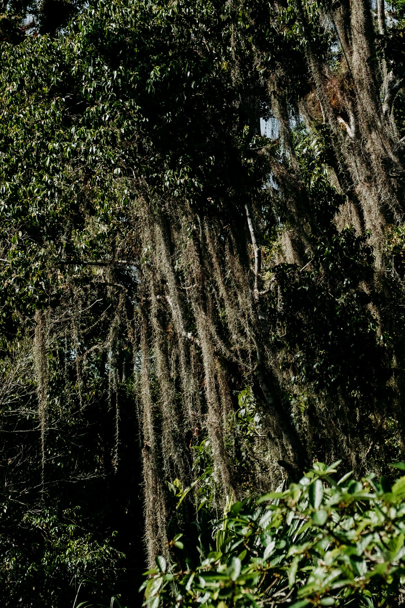Les arbres immenses de Tikal
