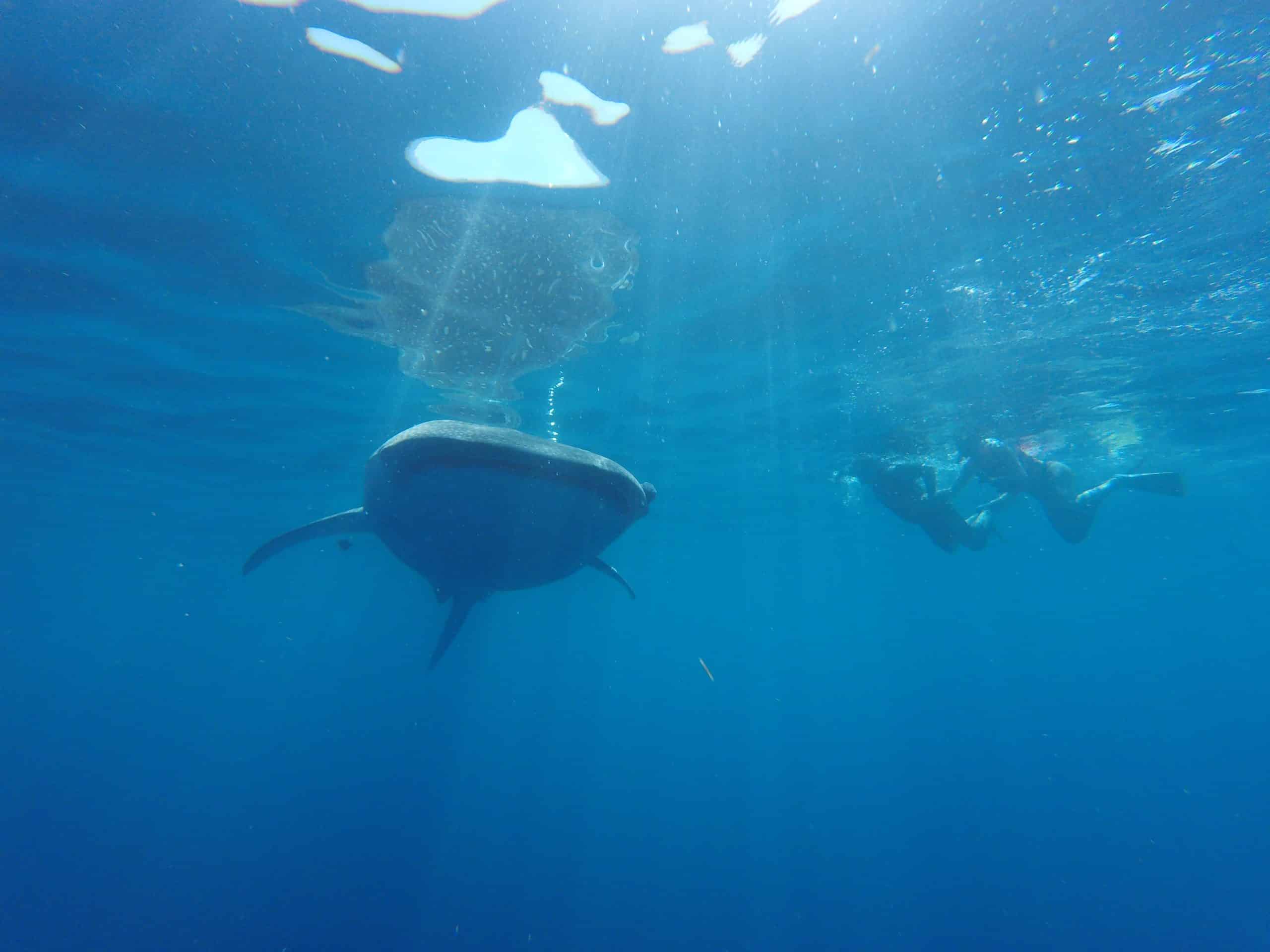 requin baleine holbox