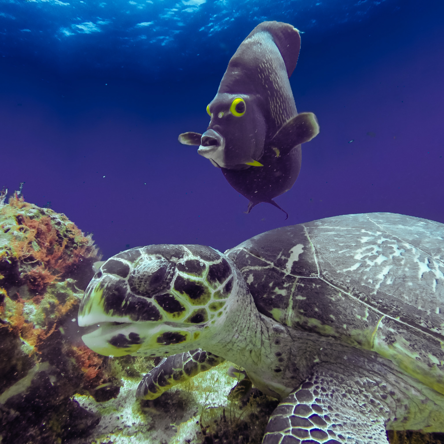 Rencontre au sommet à Cozumel
