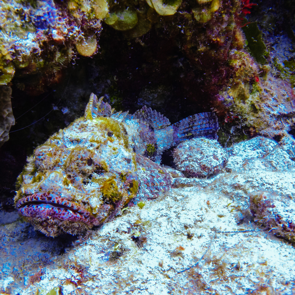 Poisson Pierre, profil non flatteur