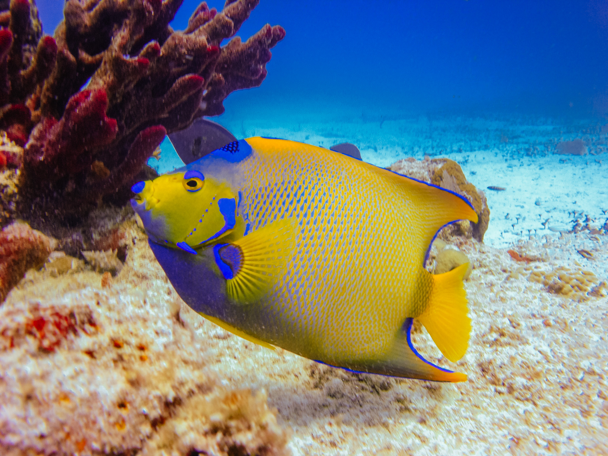 Queen Angelfish sur une plongée à Cozumel