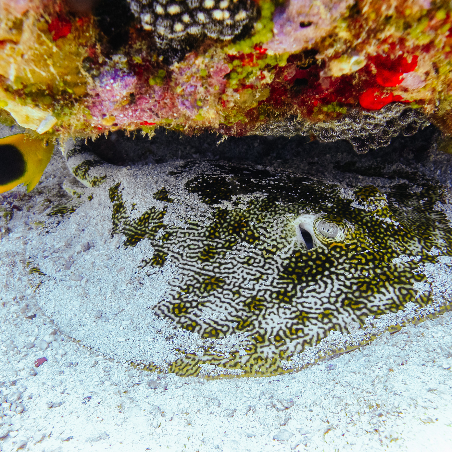 Spotted Ray à Cozumel, Plongée à Cozumel