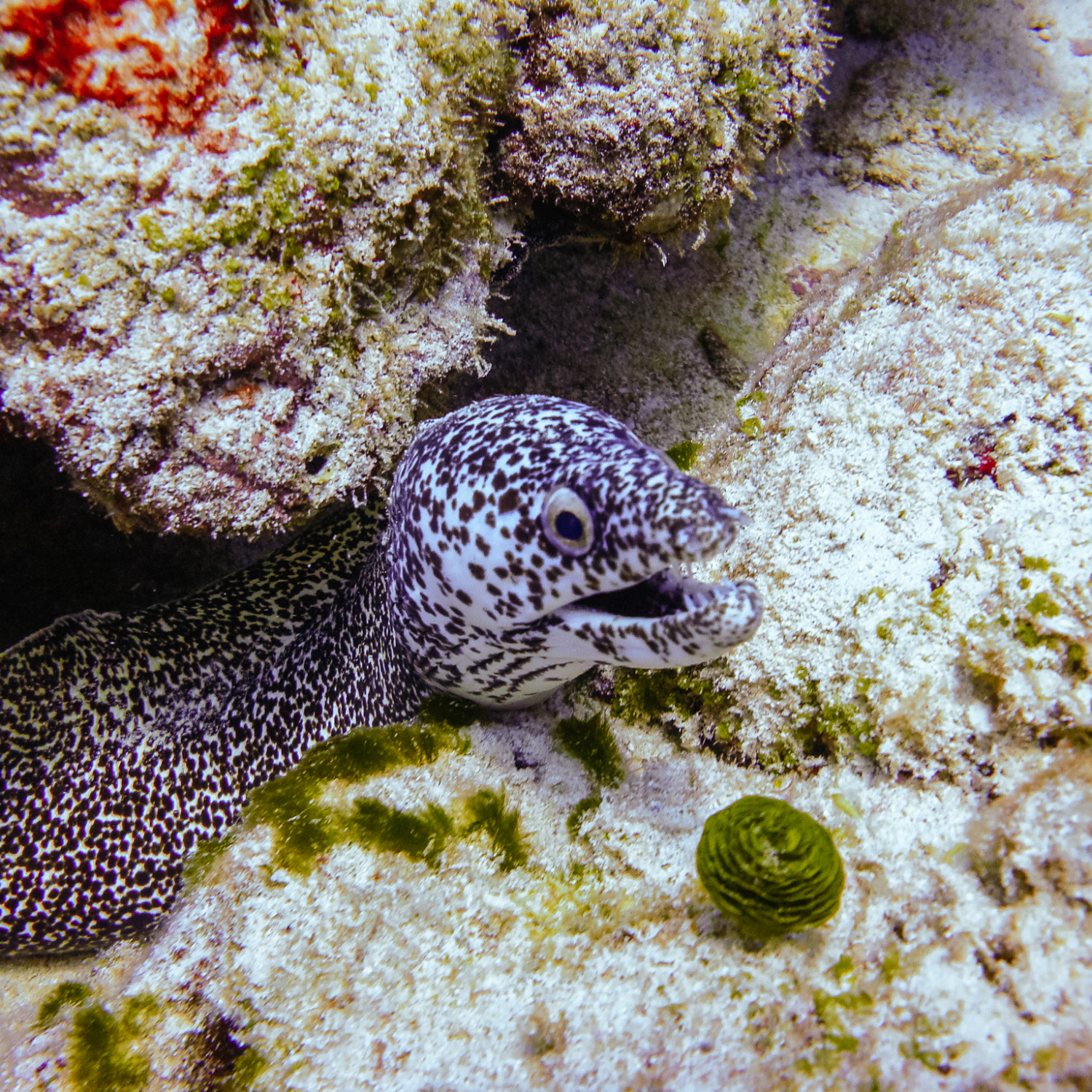 Murène lors d'une plongée à Cozumel