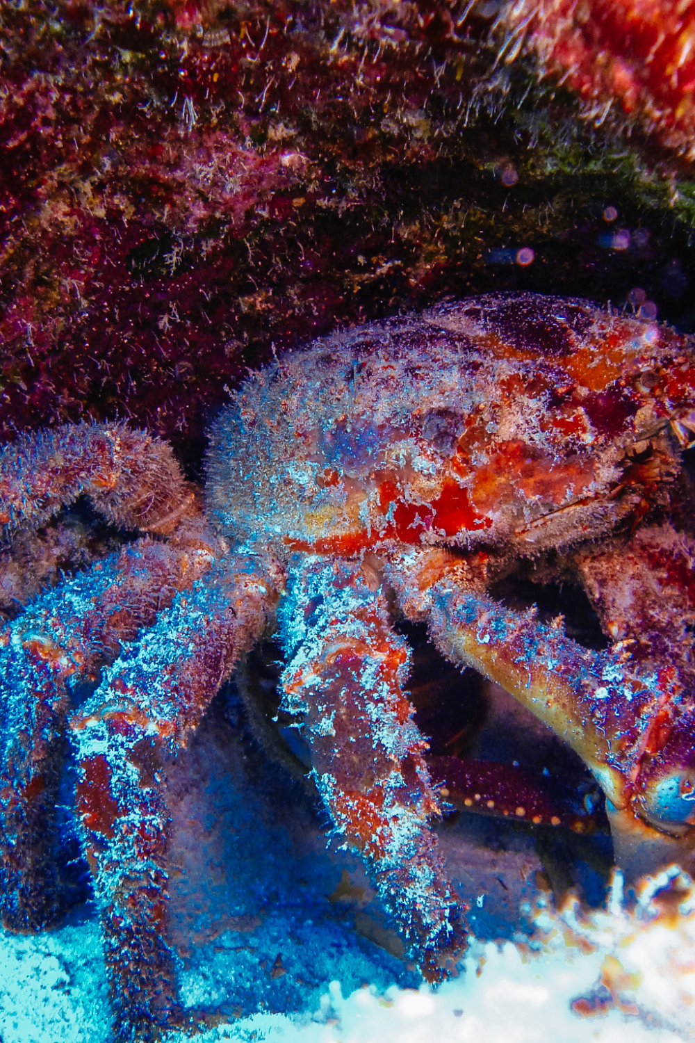 Crabe araignée sous un rocher à Cozumel