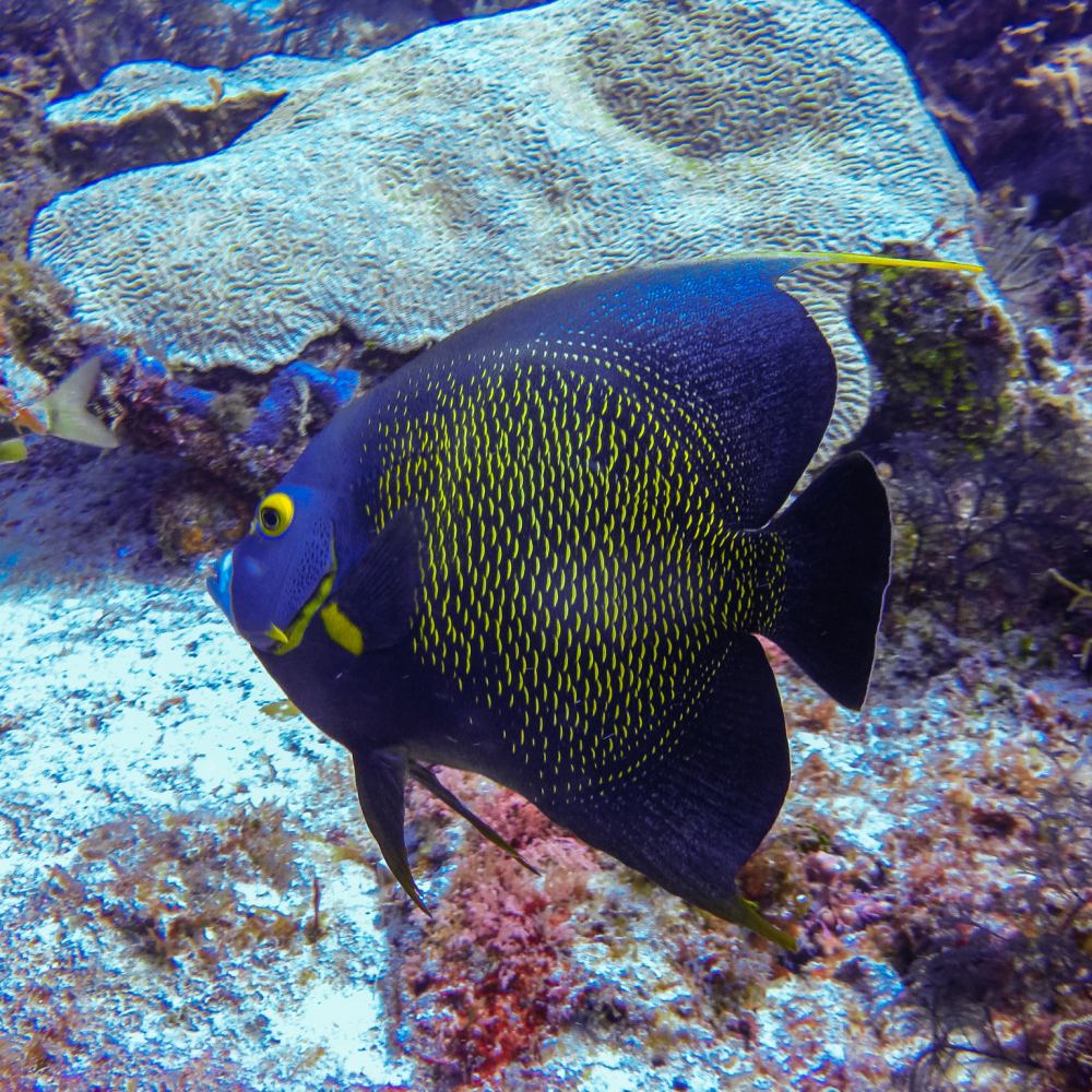 Giant butterffly fish