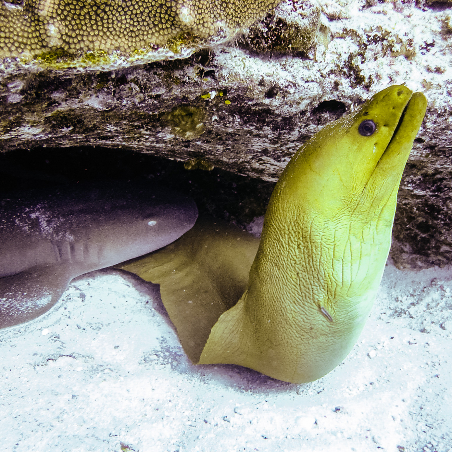 Deux amis qui s'opposent lors d'une plongée à Cozumel