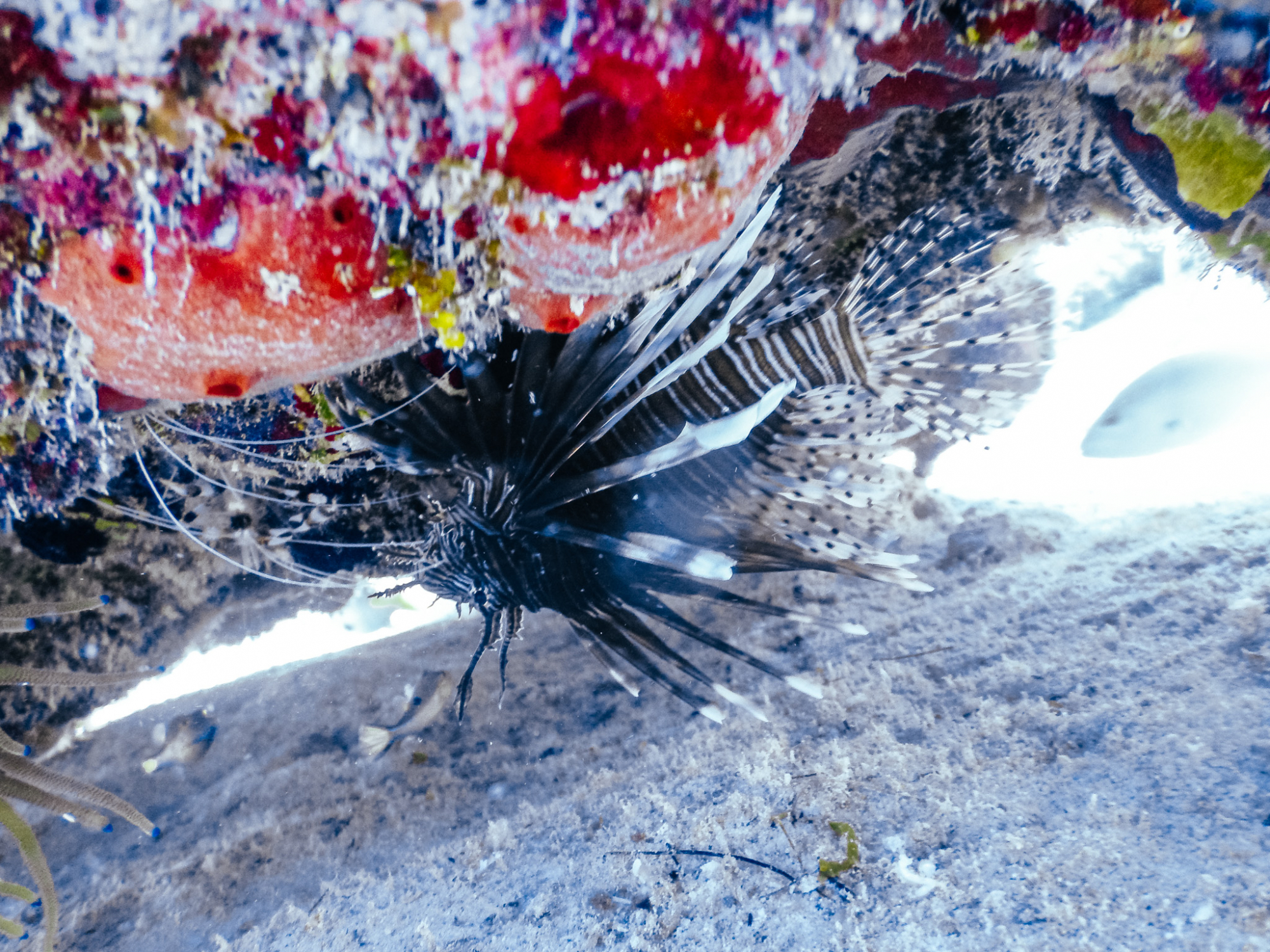 Lion fish à Cozumel