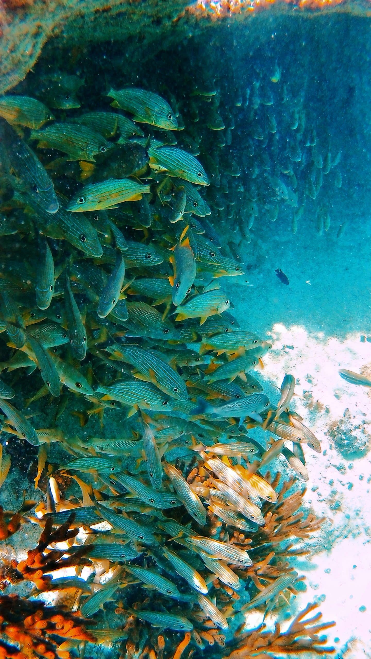 manifestation sous marine