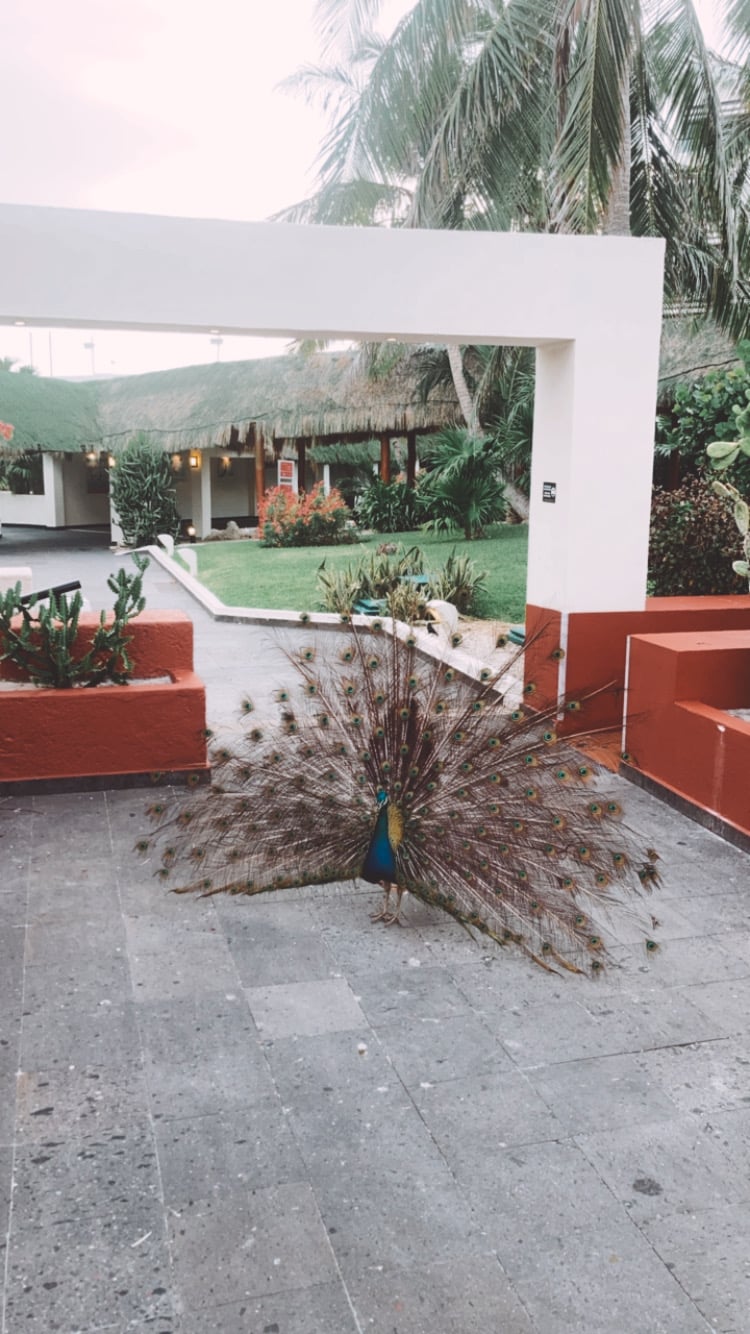 paon dans un hotel de luxe cancun