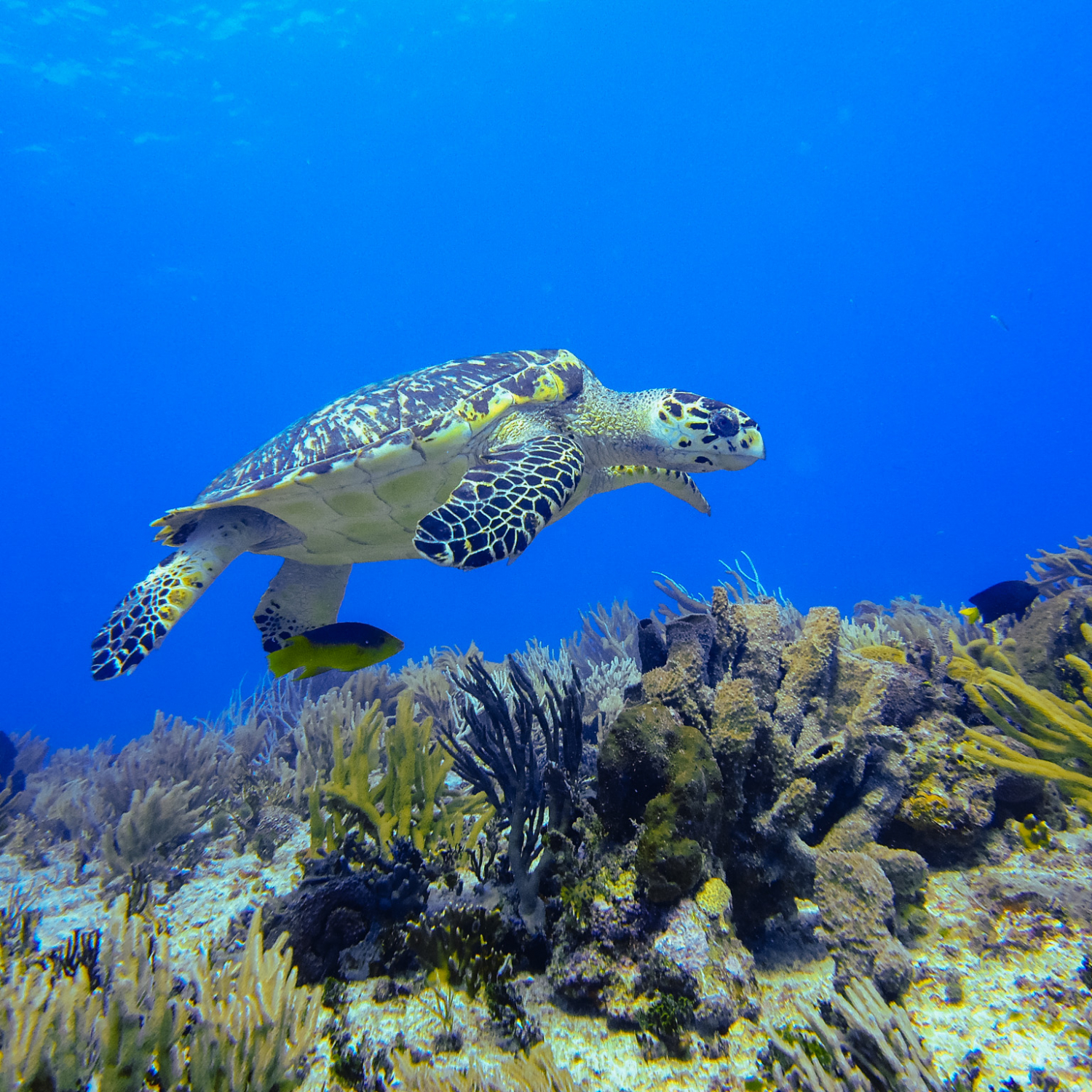 Plonger avec une tortue verte à Cozume