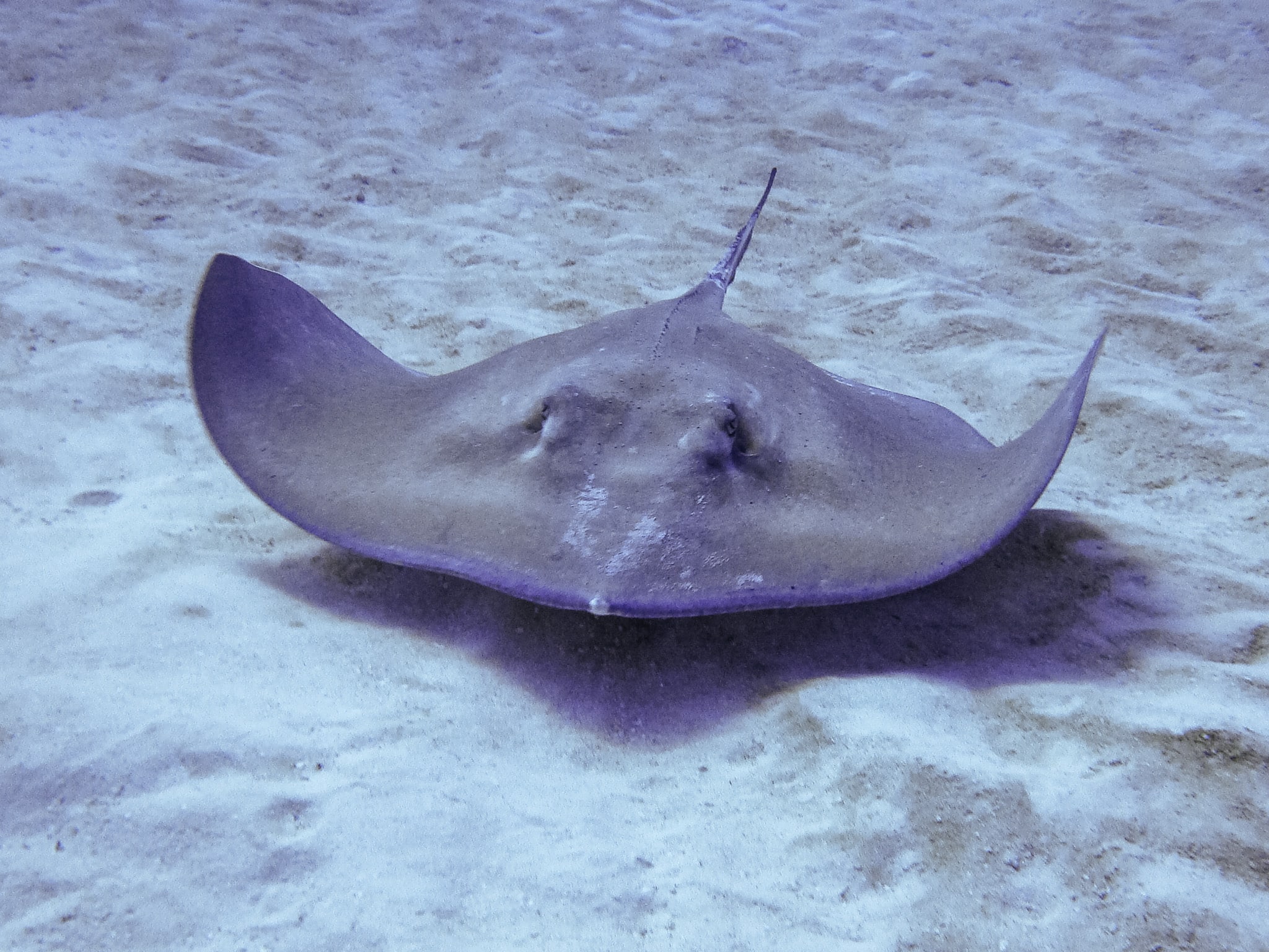 raie cozumel plongée