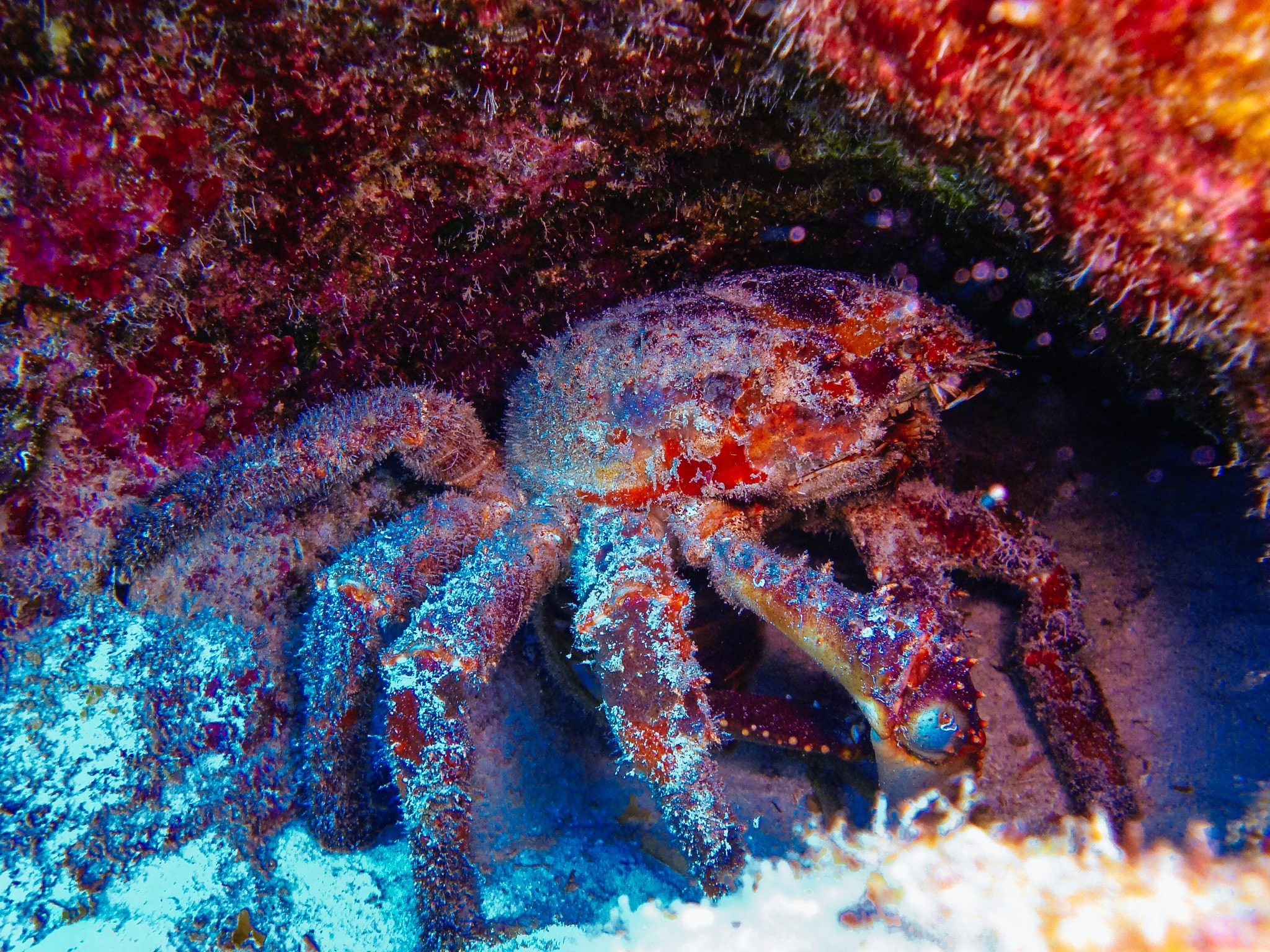 cozumel plongée crabe géant