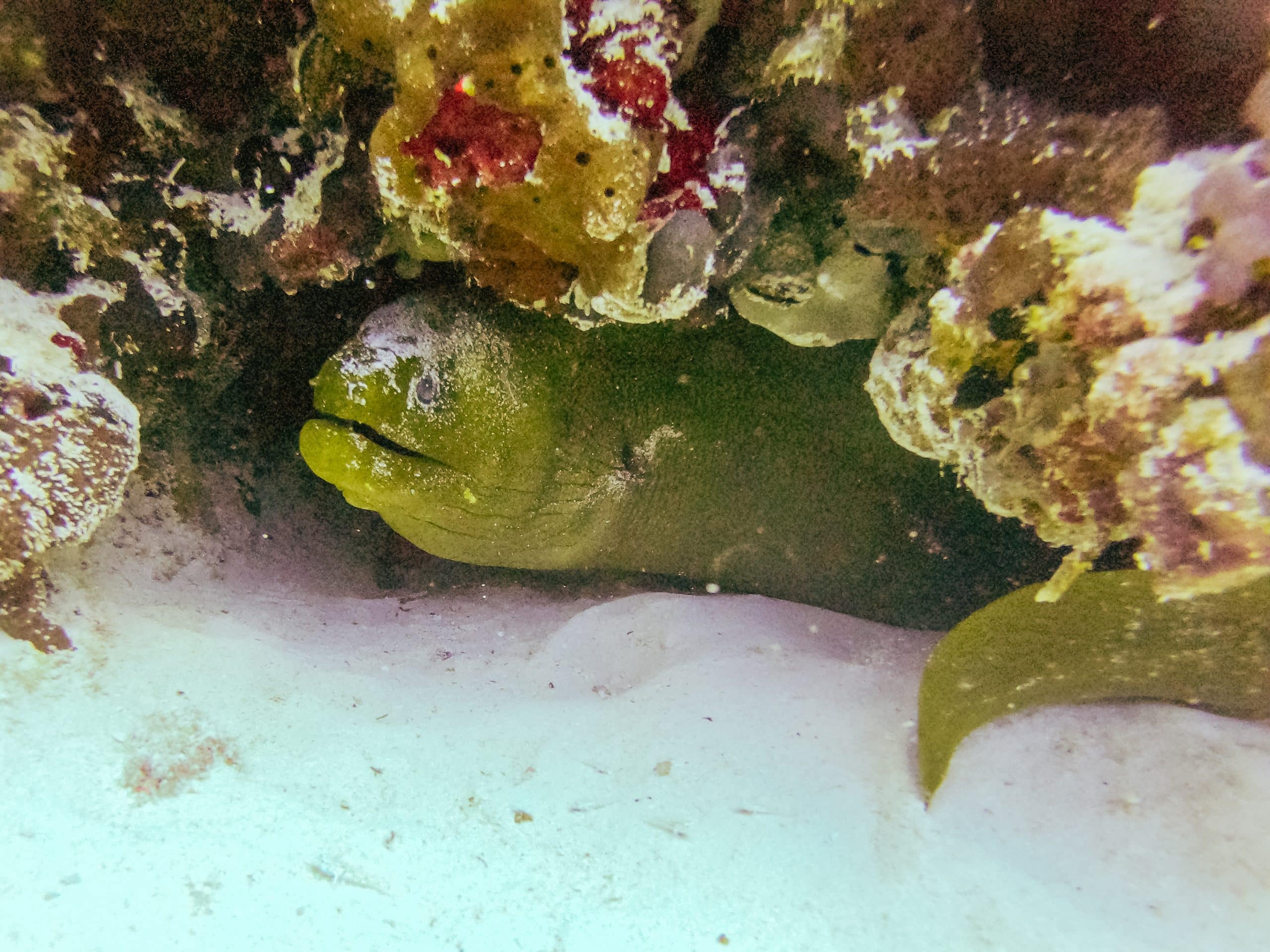 murène playa del carmen