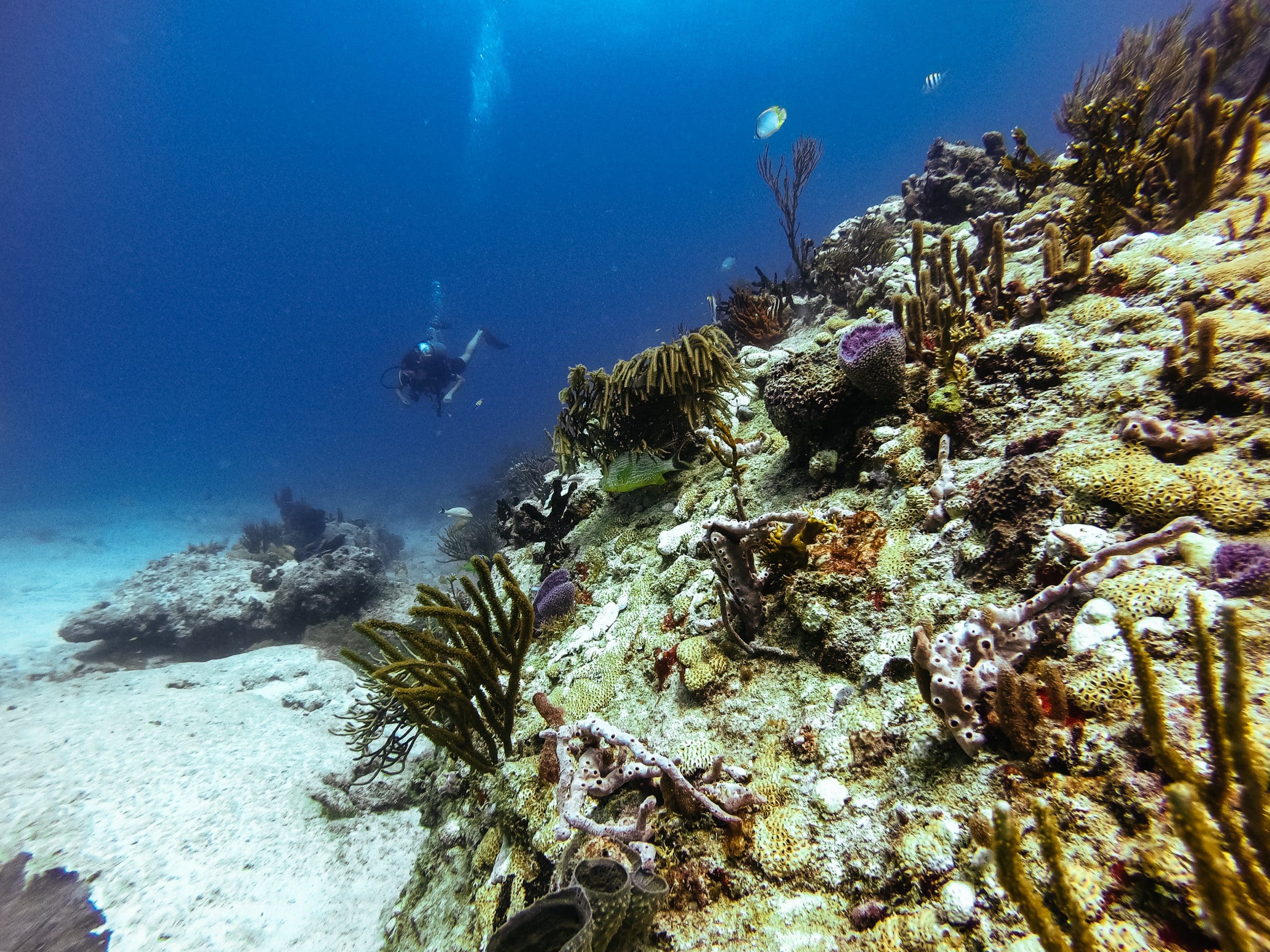 fonds marins mexique plongee