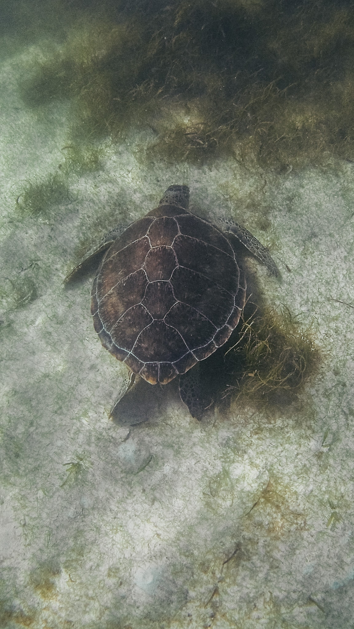 riviera maya snorkel tortue akumal
