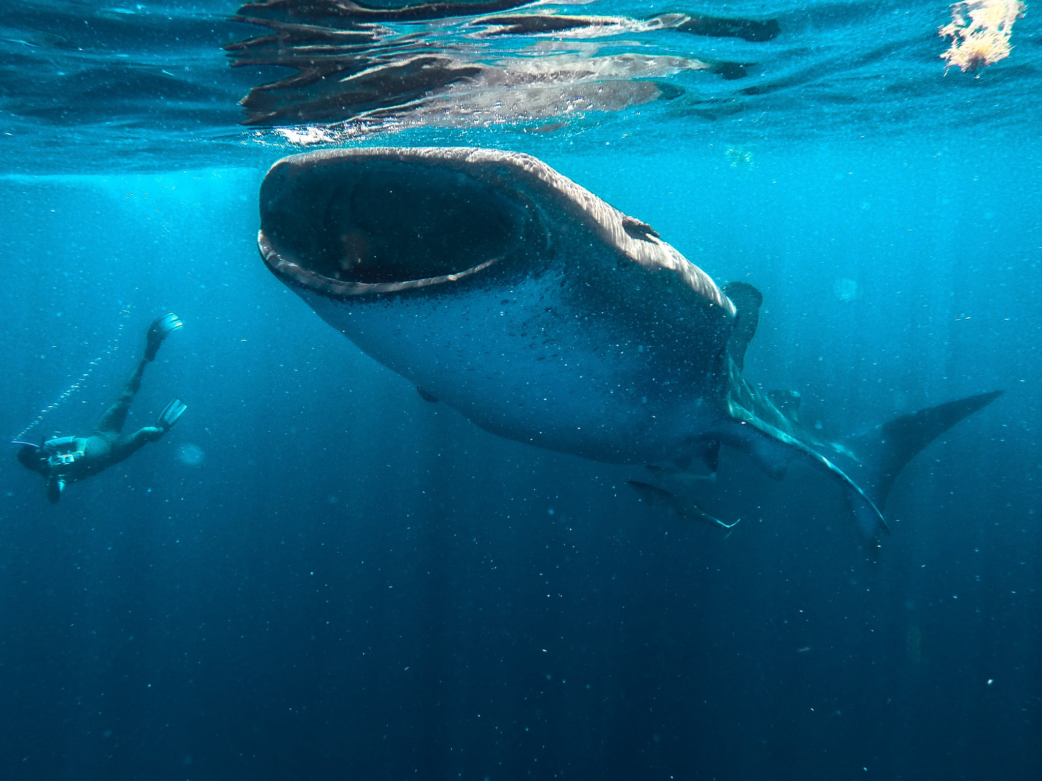 Des rencontres impressionnantes visiter Yucatan