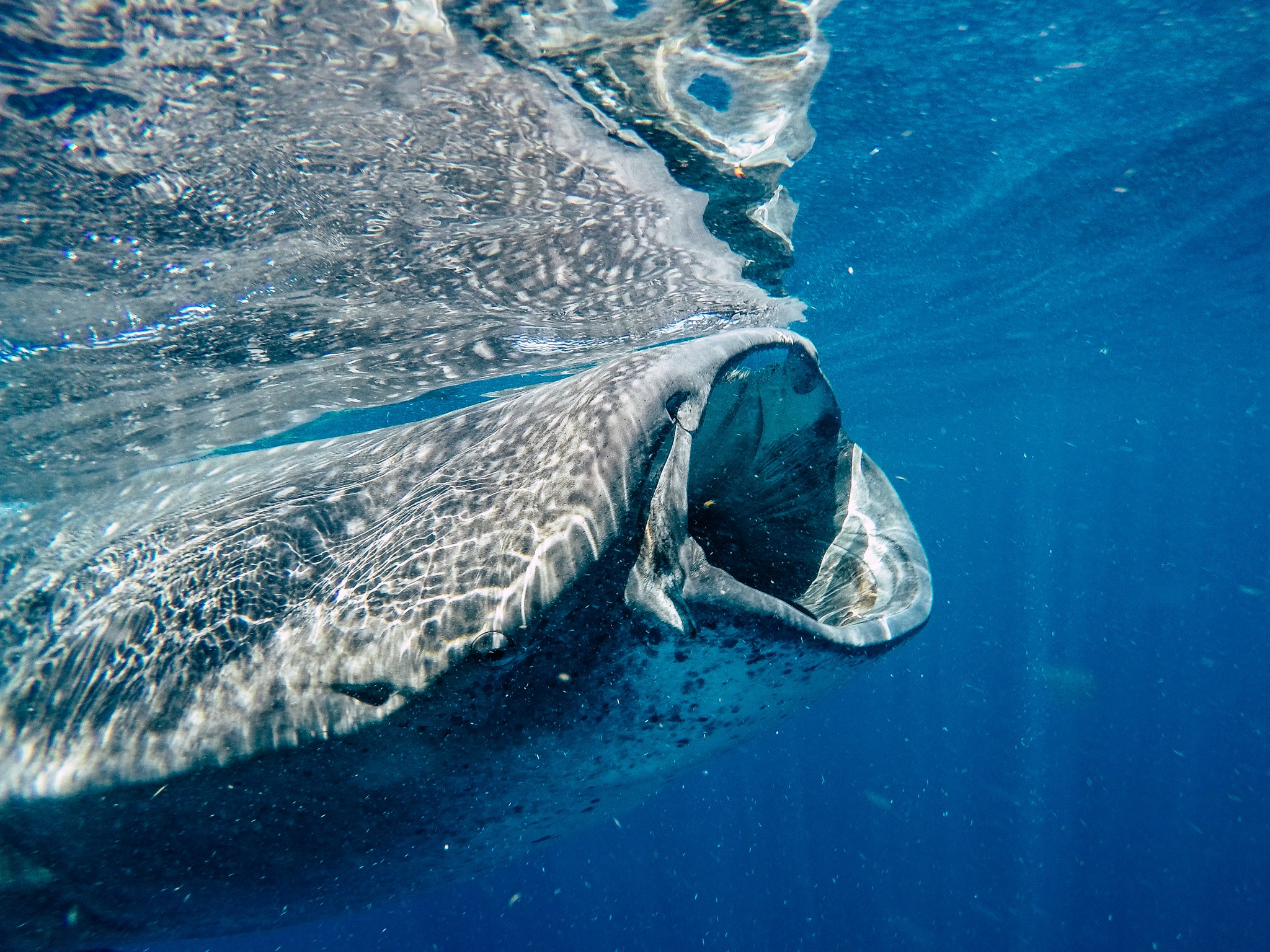 nager requin baleine riviera Maya