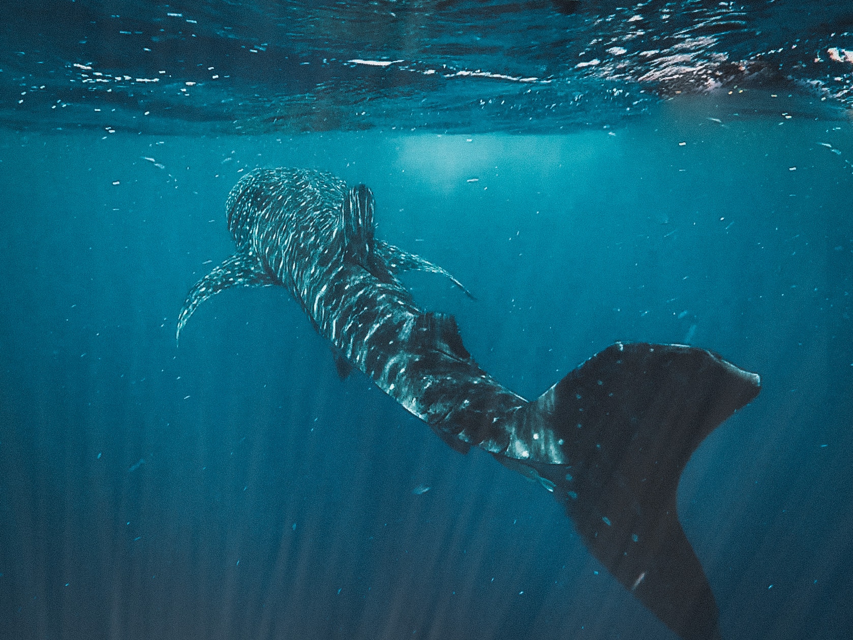 Un requin baleine bien stylé