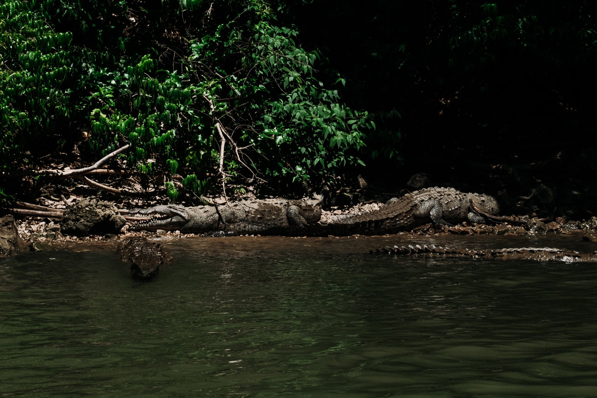 Crocodiles dans la rivière du canyon de Sumidero dans le Chiapas