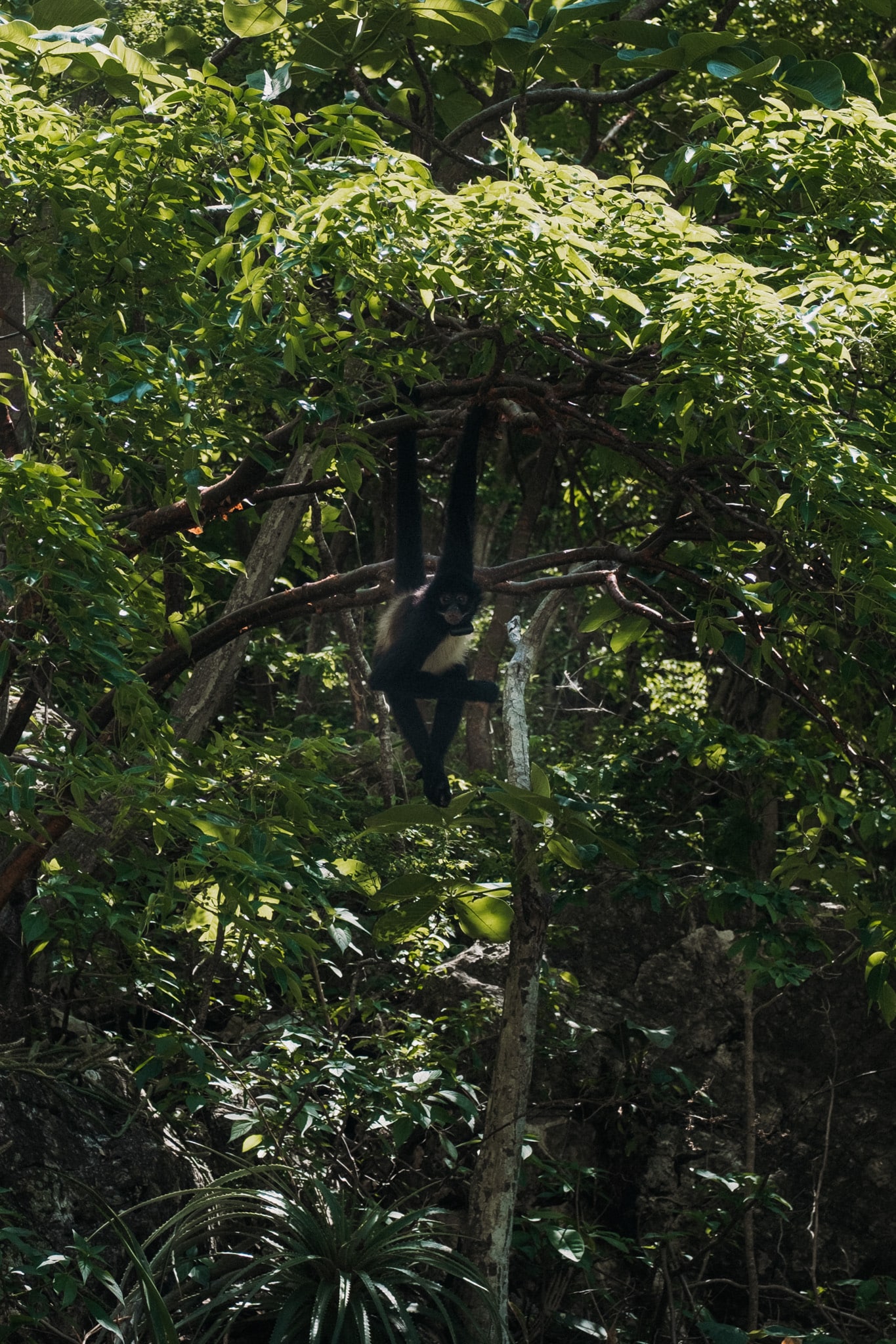 Un petit singe araignée dans un arbre du canyon de Sumidero