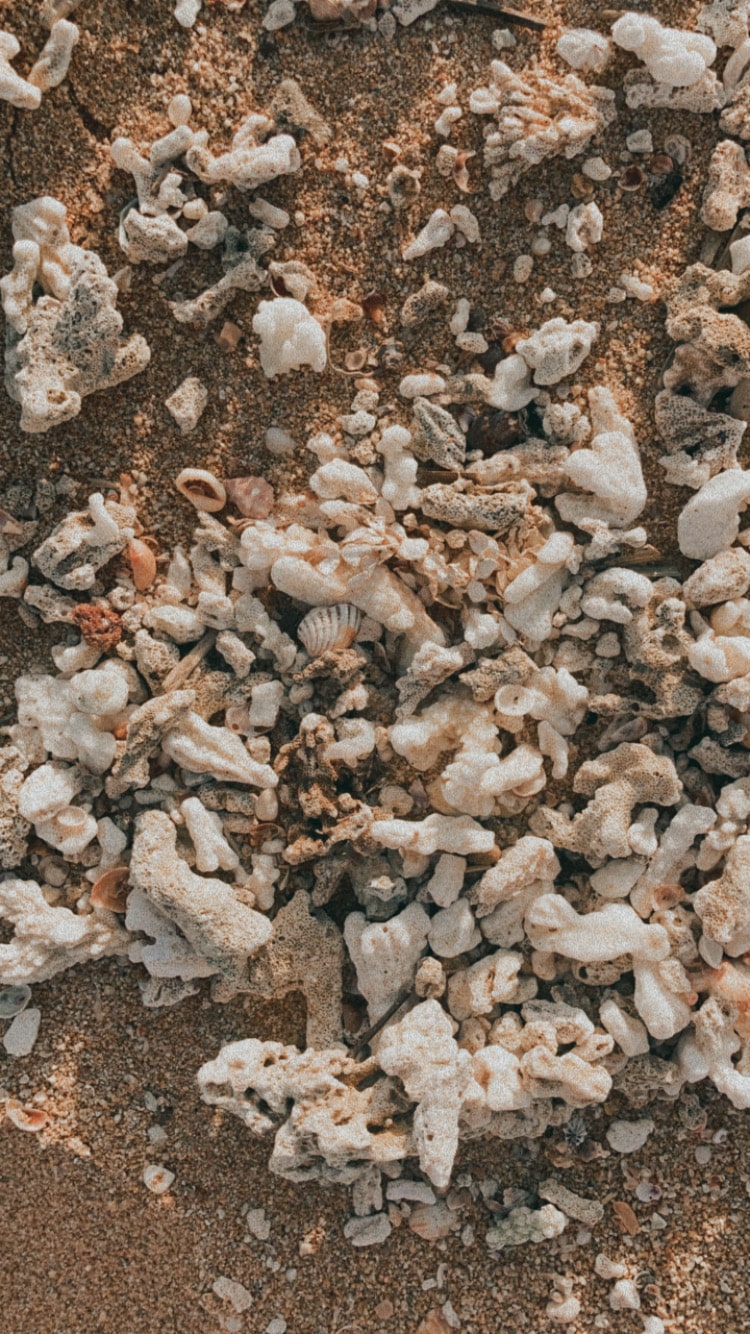 corail et coquillage en pagaille
