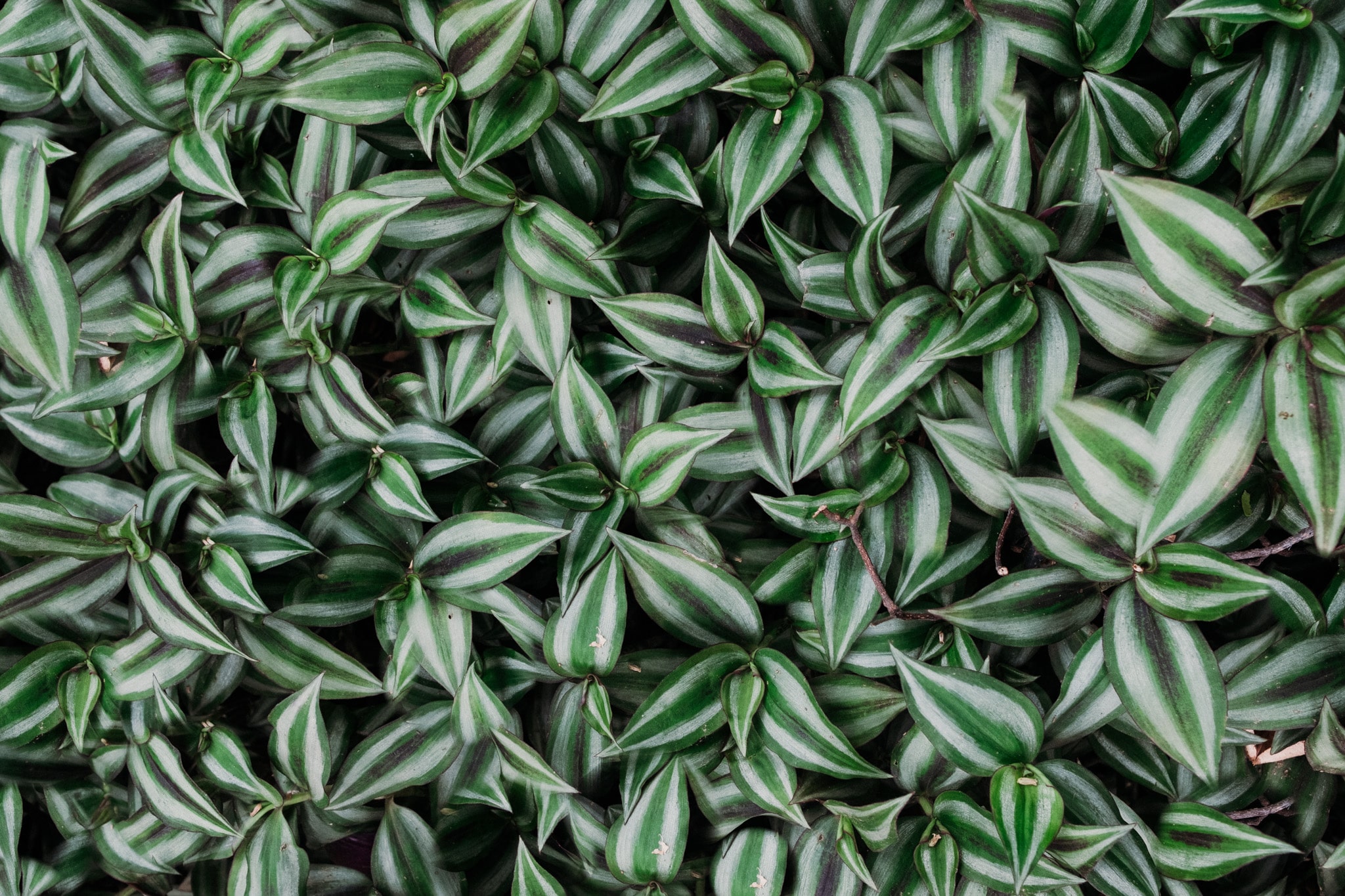 portrait de famille oaxaca mexique