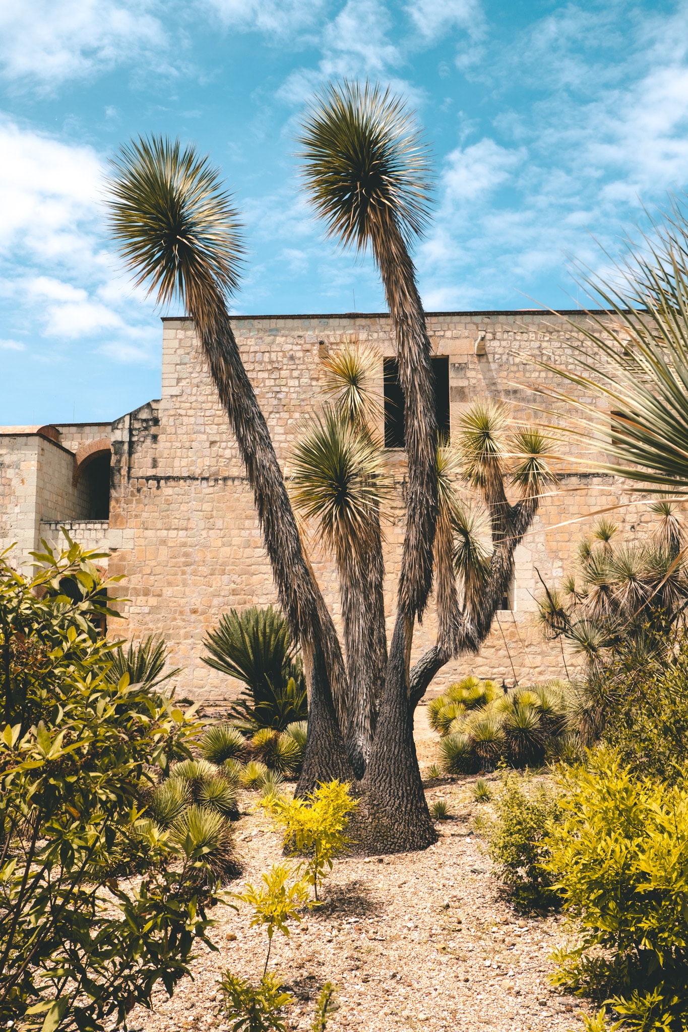 jardin botanico oaxaca de juarez