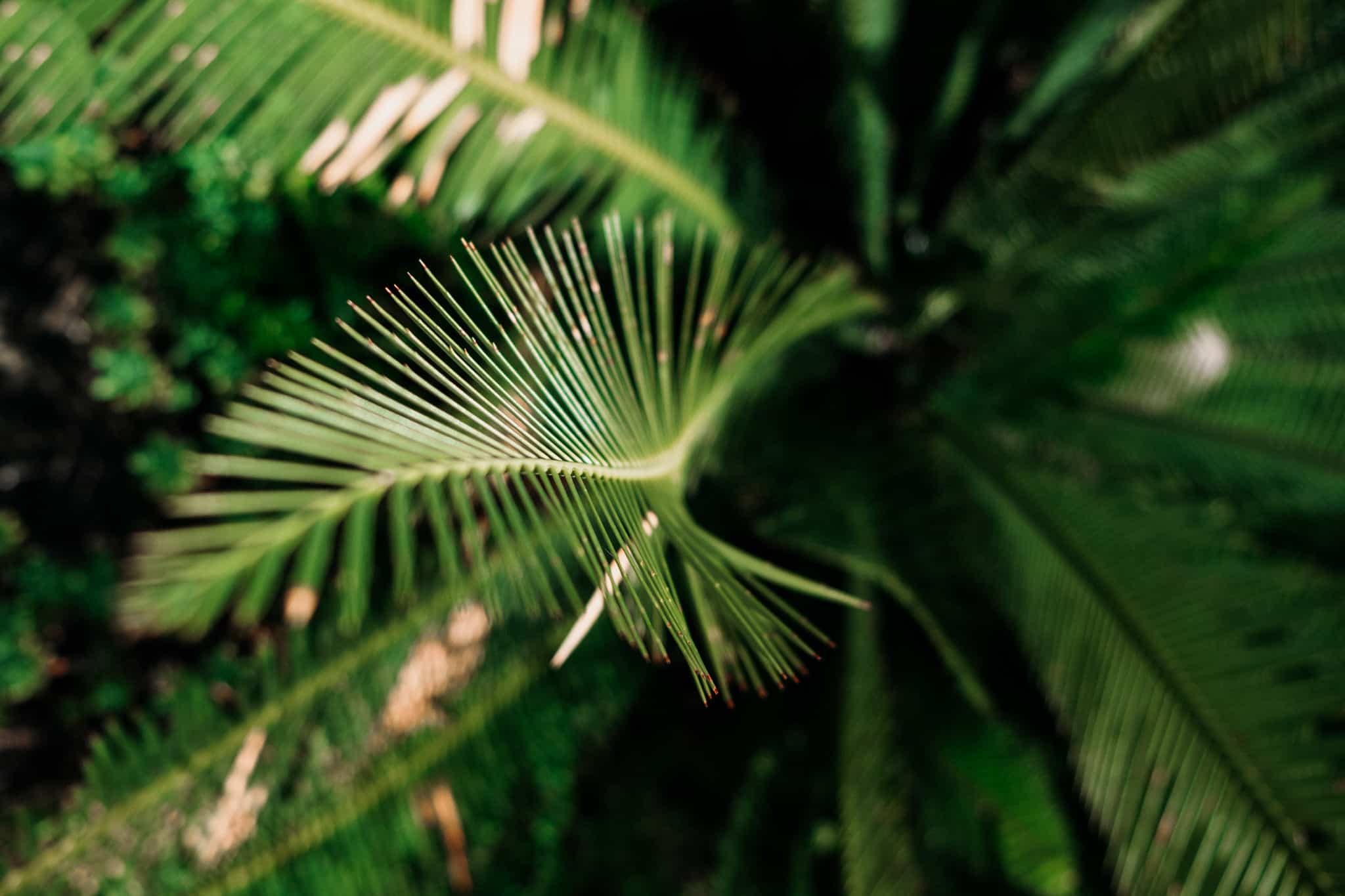 detail plante jardin botanico oaxaca de juarez